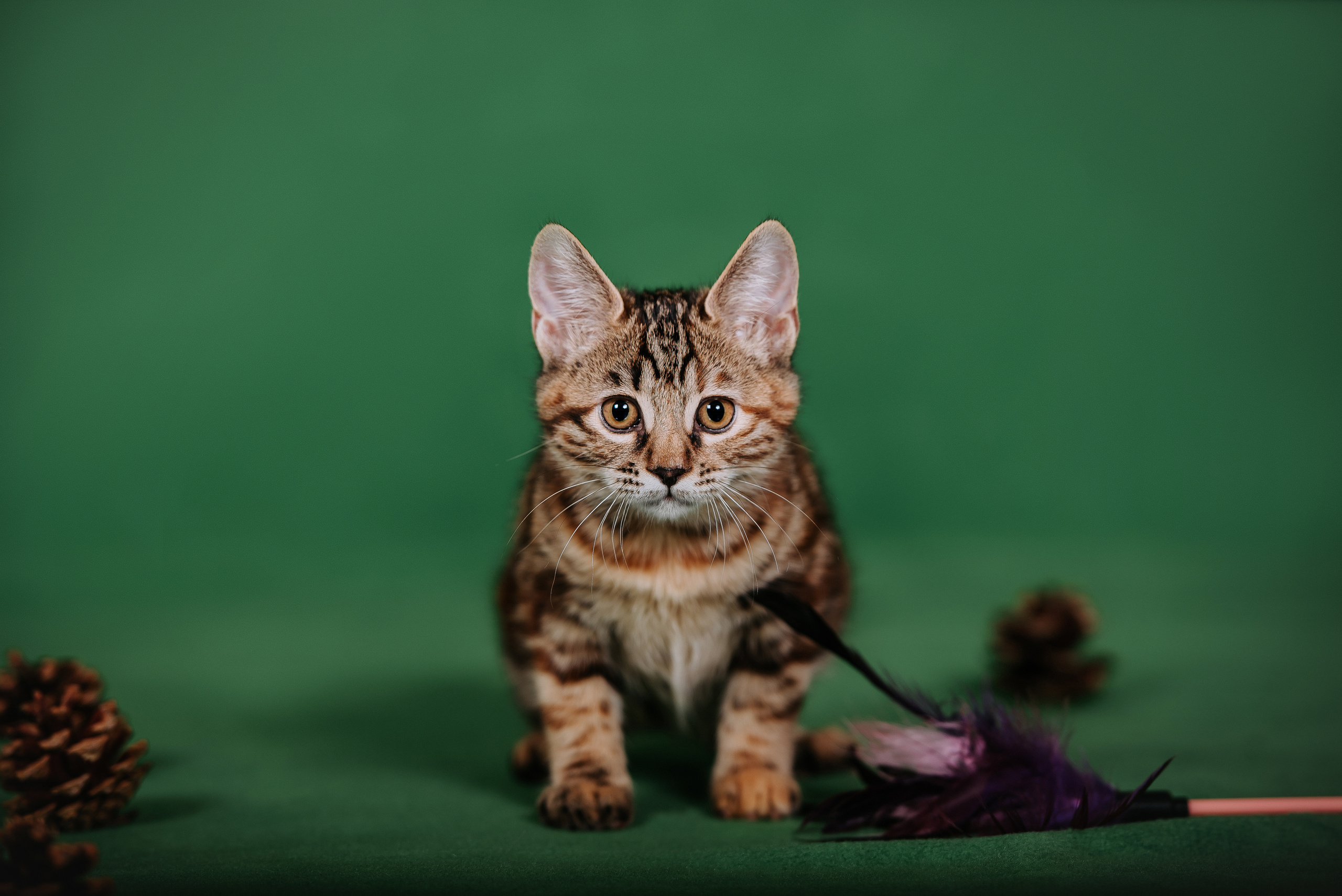 Курильский бобтейл. Фотограф Диана Оленина Красноярск / Братск