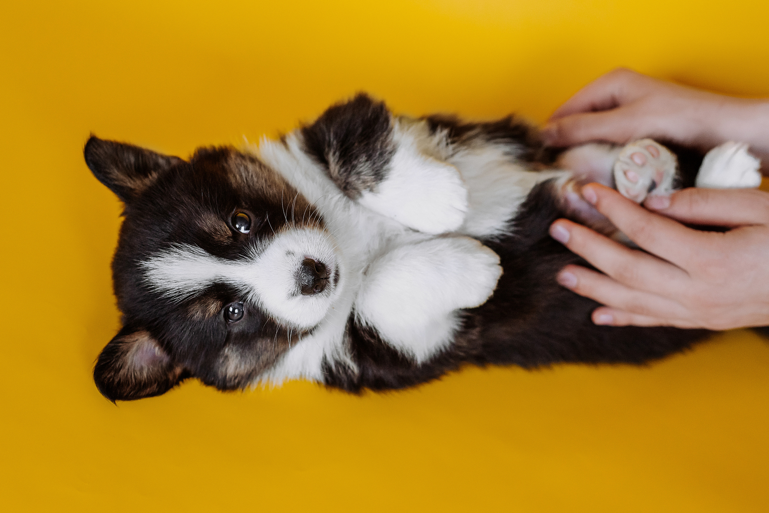 Вельш корги кардиганы. Фотограф Диана Оленина Красноярск / Братск