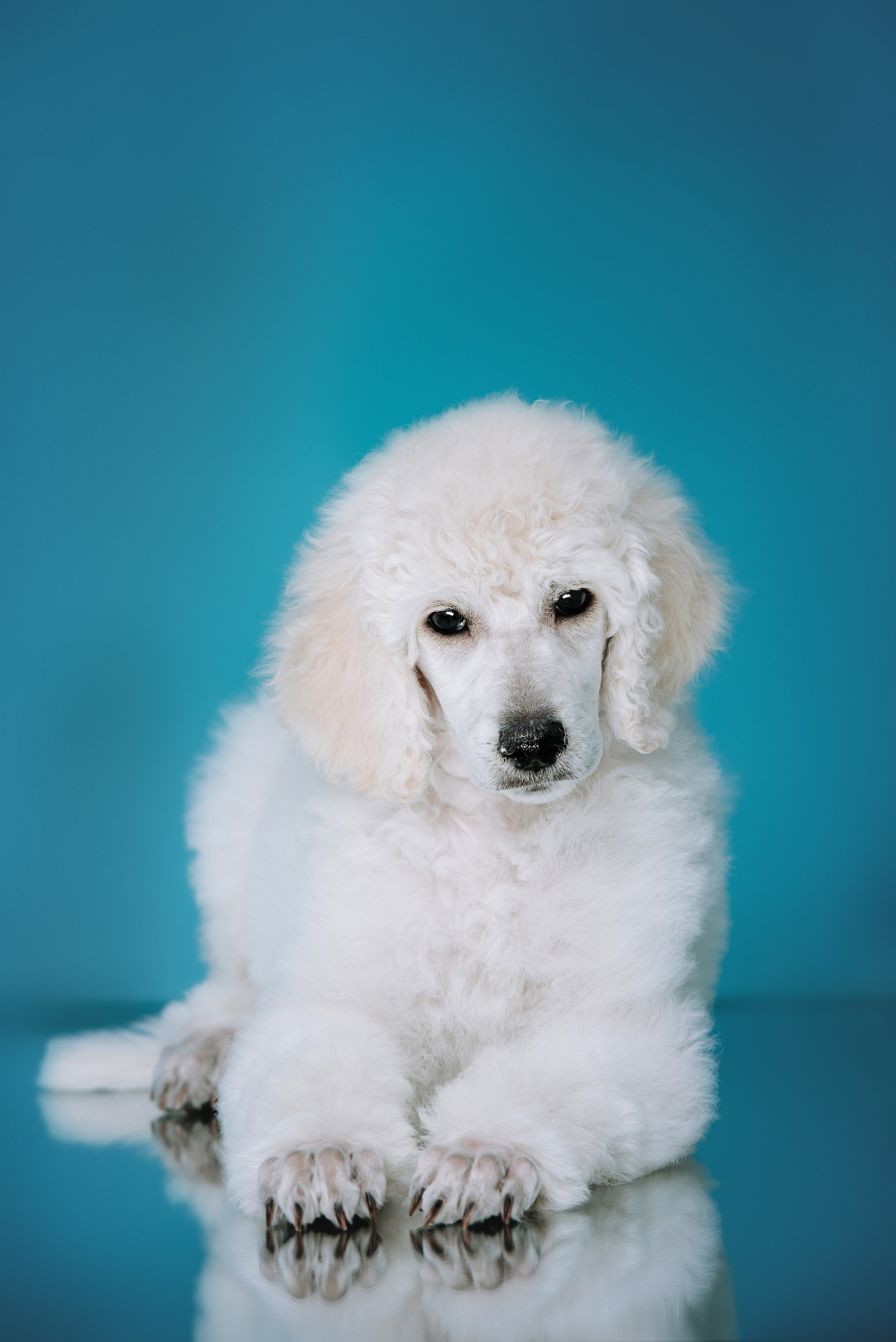 Большой королевский пудель. Фотограф Диана Оленина Красноярск / Братск