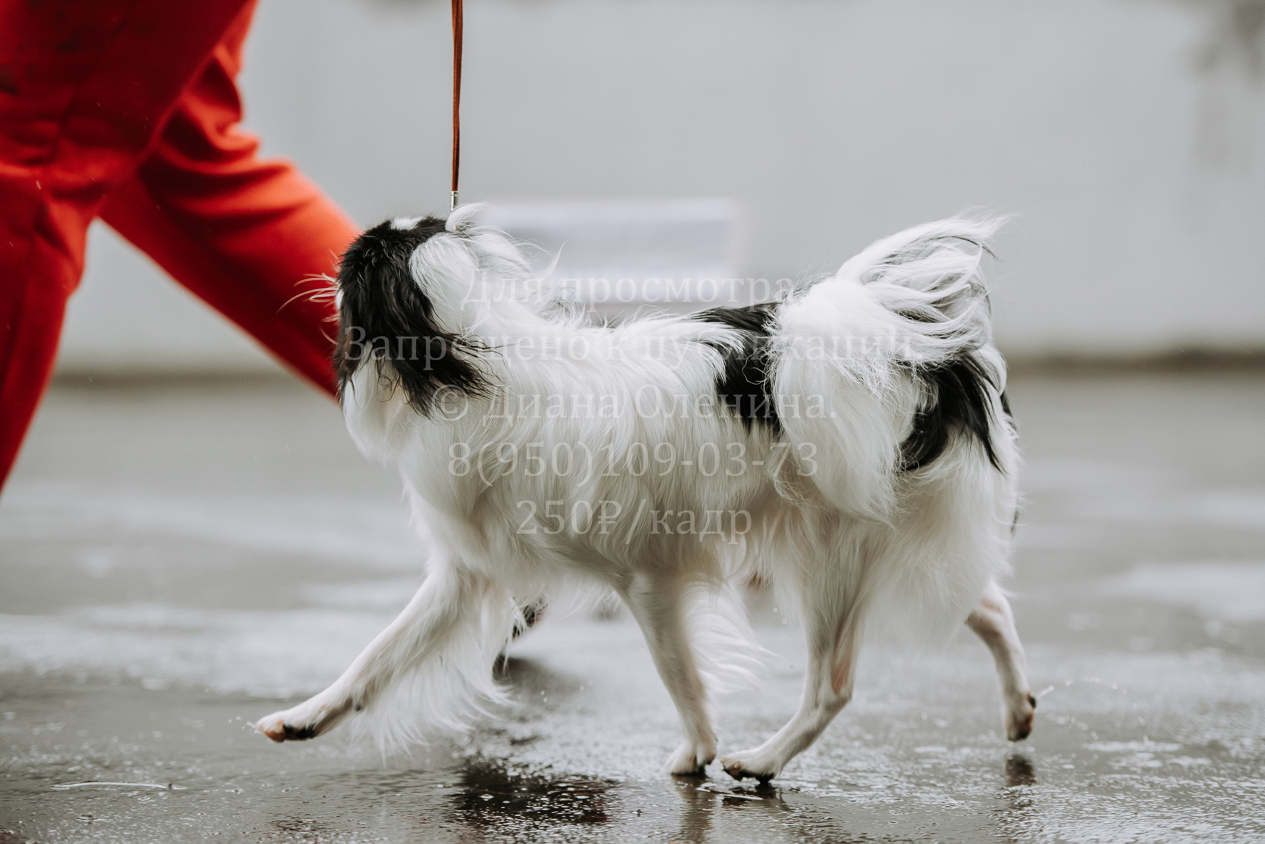 Выставка собак Братск 3 сентября 2022 Фаворит. Фотограф Диана Оленина Красноярск / Братск