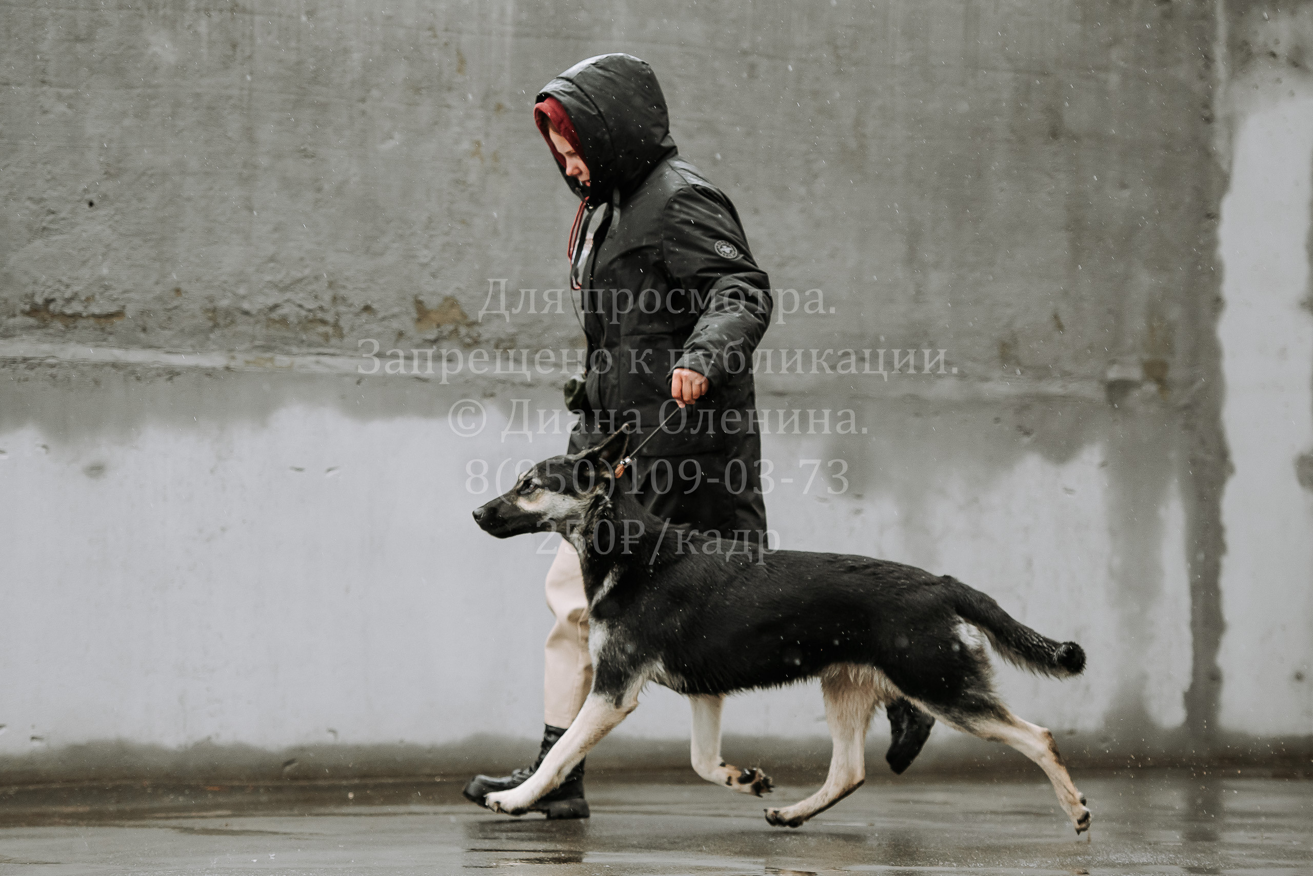 Выставка собак Братск 3 сентября 2022 Фаворит. Фотограф Диана Оленина Красноярск / Братск