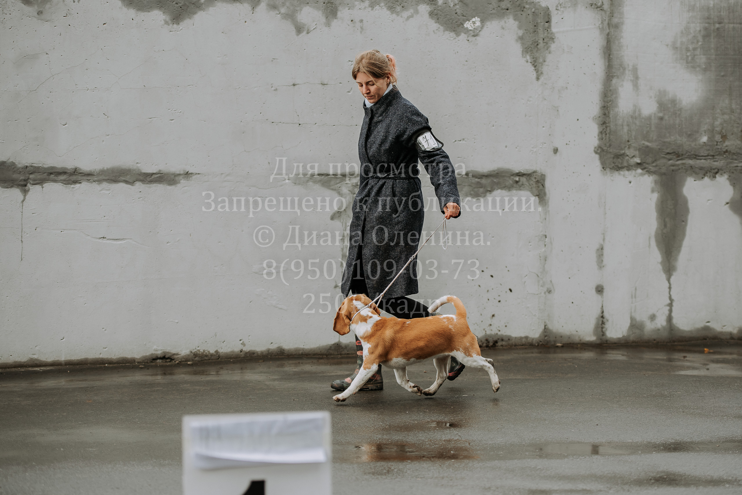 Выставка собак Братск 3 сентября 2022 Фаворит. Фотограф Диана Оленина Красноярск / Братск