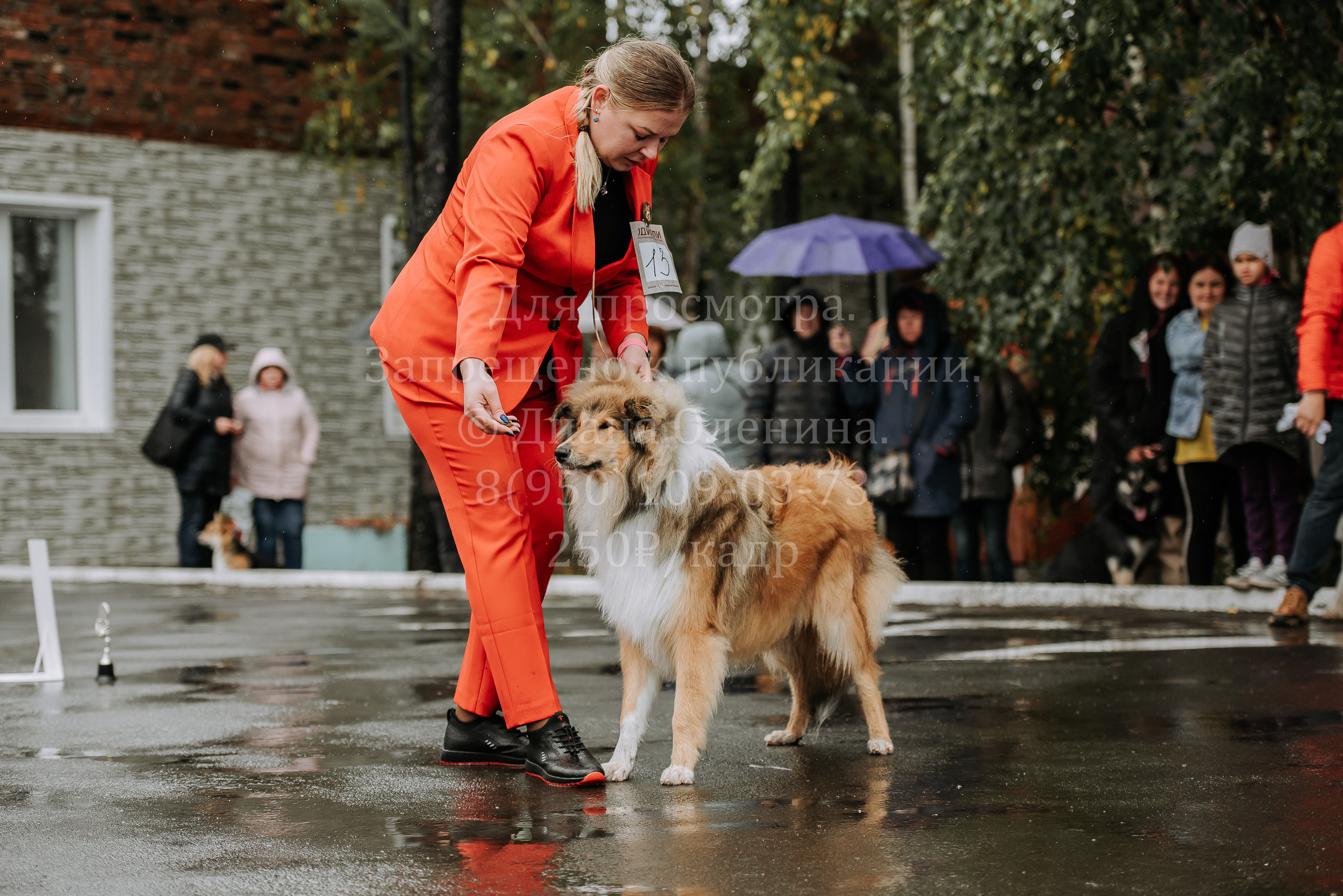 Выставка собак Братск 3 сентября 2022 Фаворит. Фотограф Диана Оленина Красноярск / Братск
