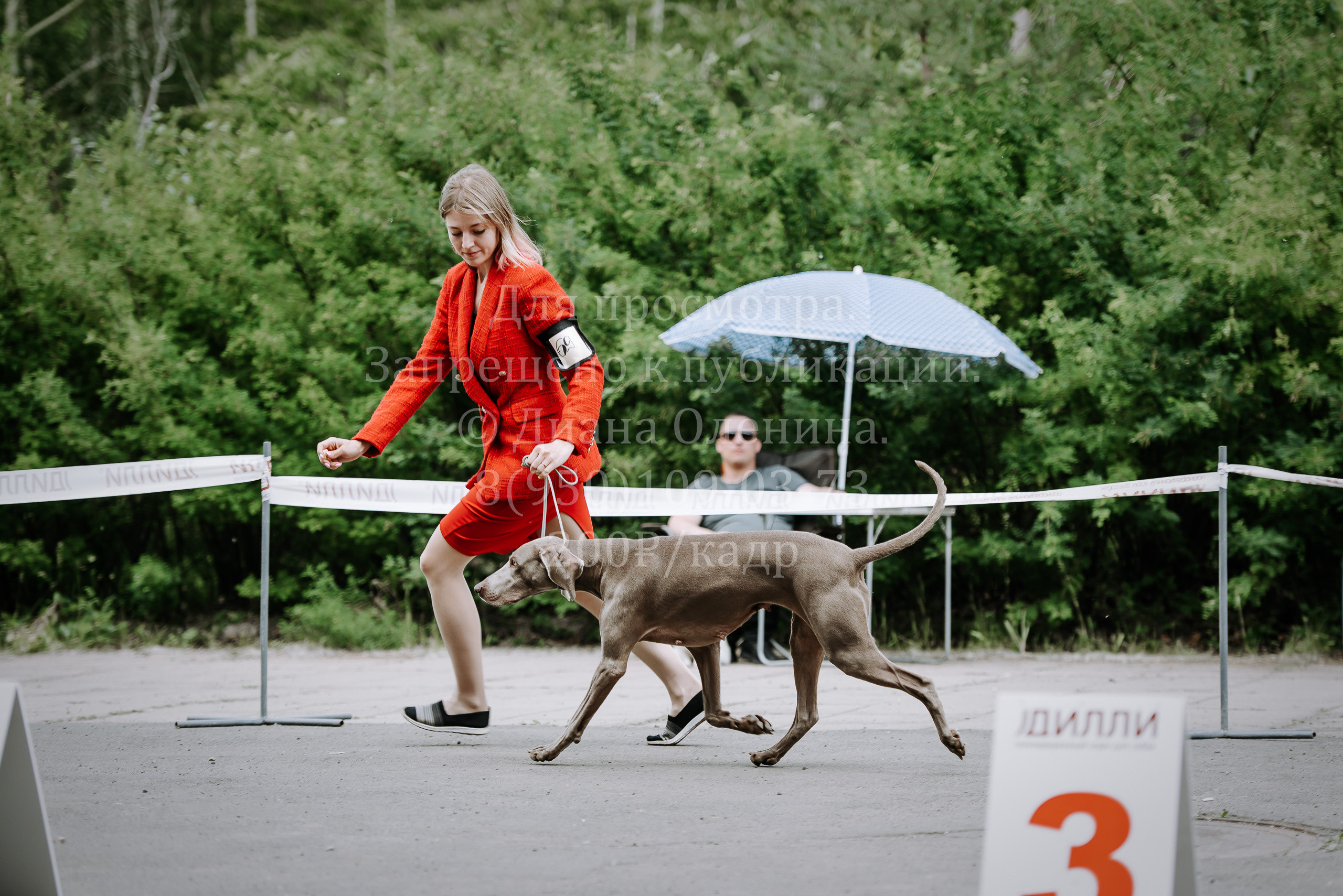 25 июня 2022 г. Братск БГОО КЛС Континенталь. Выставка собак. Фотограф Диана Оленина Красноярск / Братск