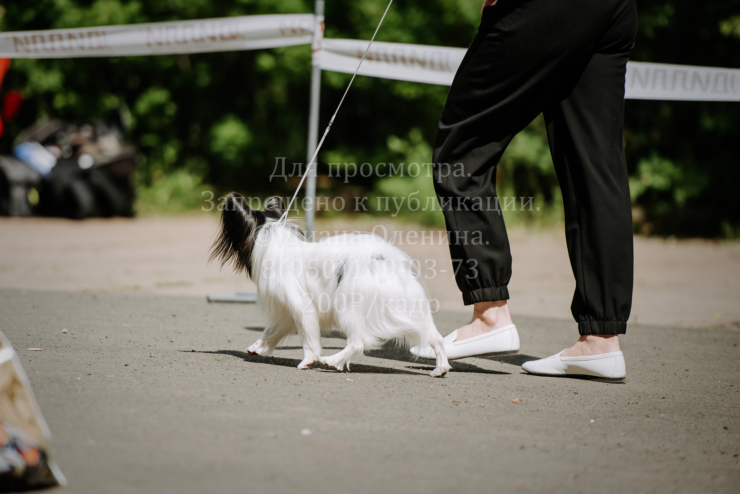 25 июня 2022 г. Братск БГОО КЛС Континенталь. Выставка собак. Фотограф Диана Оленина Красноярск / Братск