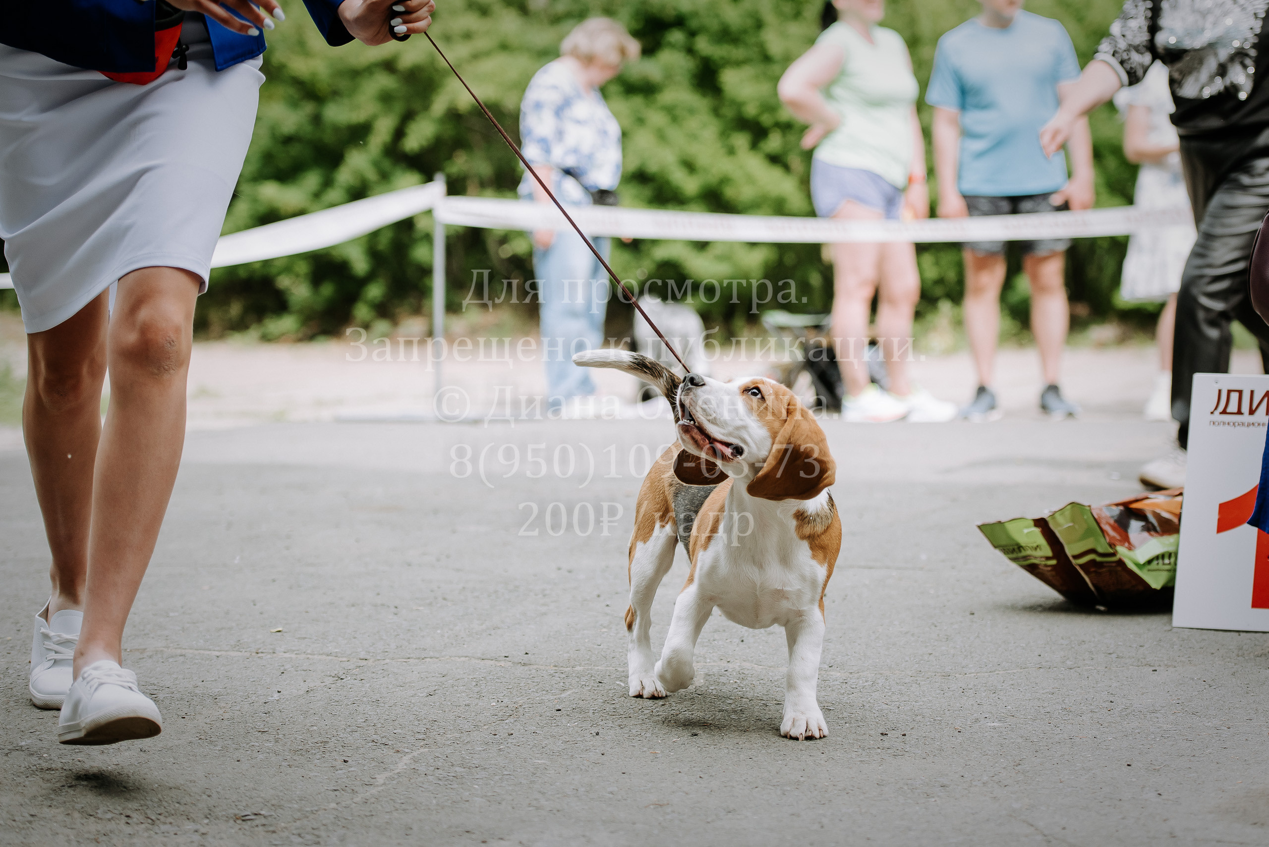 25 июня 2022 г. Братск БГОО КЛС Континенталь. Выставка собак. Фотограф Диана Оленина Красноярск / Братск