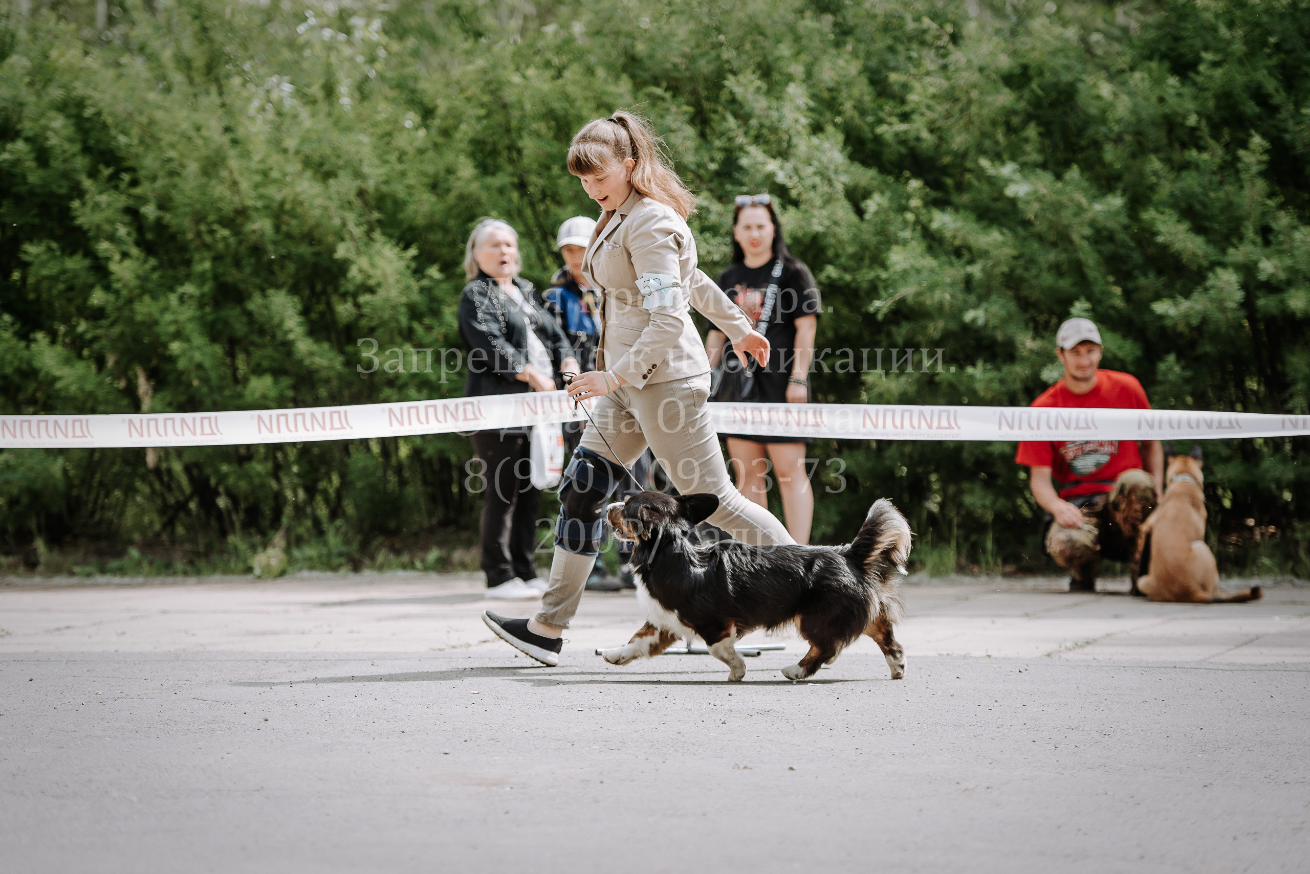25 июня 2022 г. Братск БГОО КЛС Континенталь. Выставка собак. Фотограф Диана Оленина Красноярск / Братск