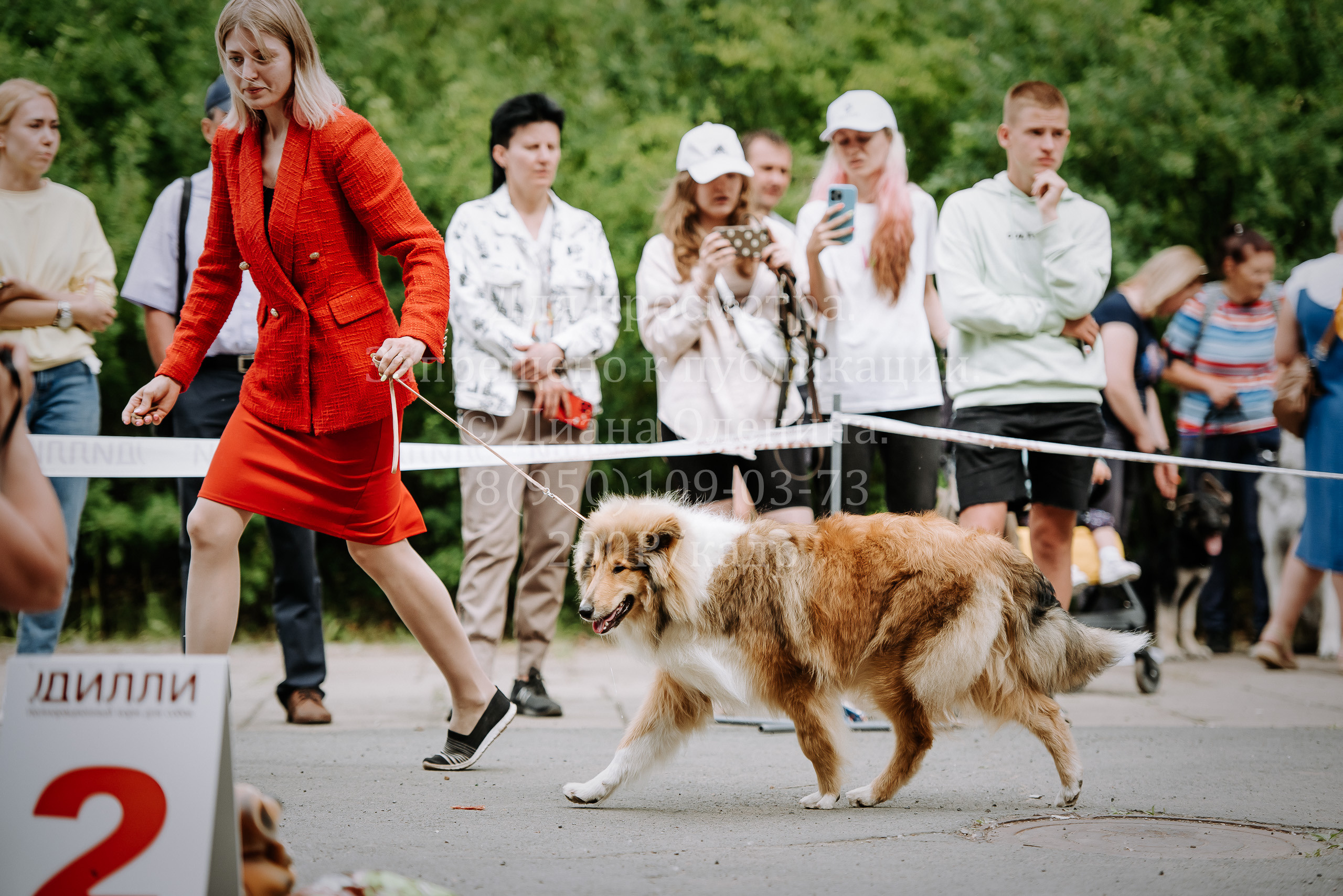 25 июня 2022 г. Братск БГОО КЛС Континенталь. Выставка собак. Фотограф Диана Оленина Красноярск / Братск