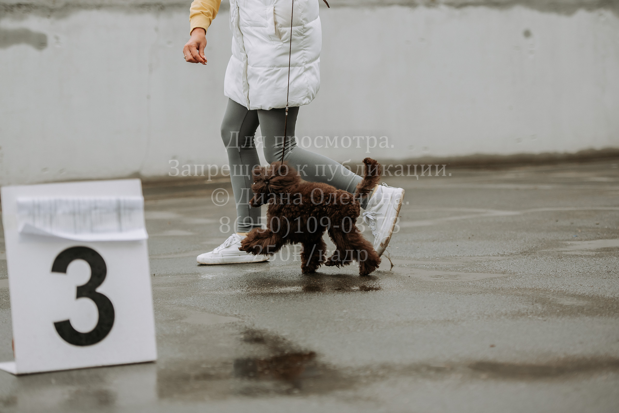 Выставка собак Братск 3 сентября 2022 Фаворит. Фотограф Диана Оленина Красноярск / Братск