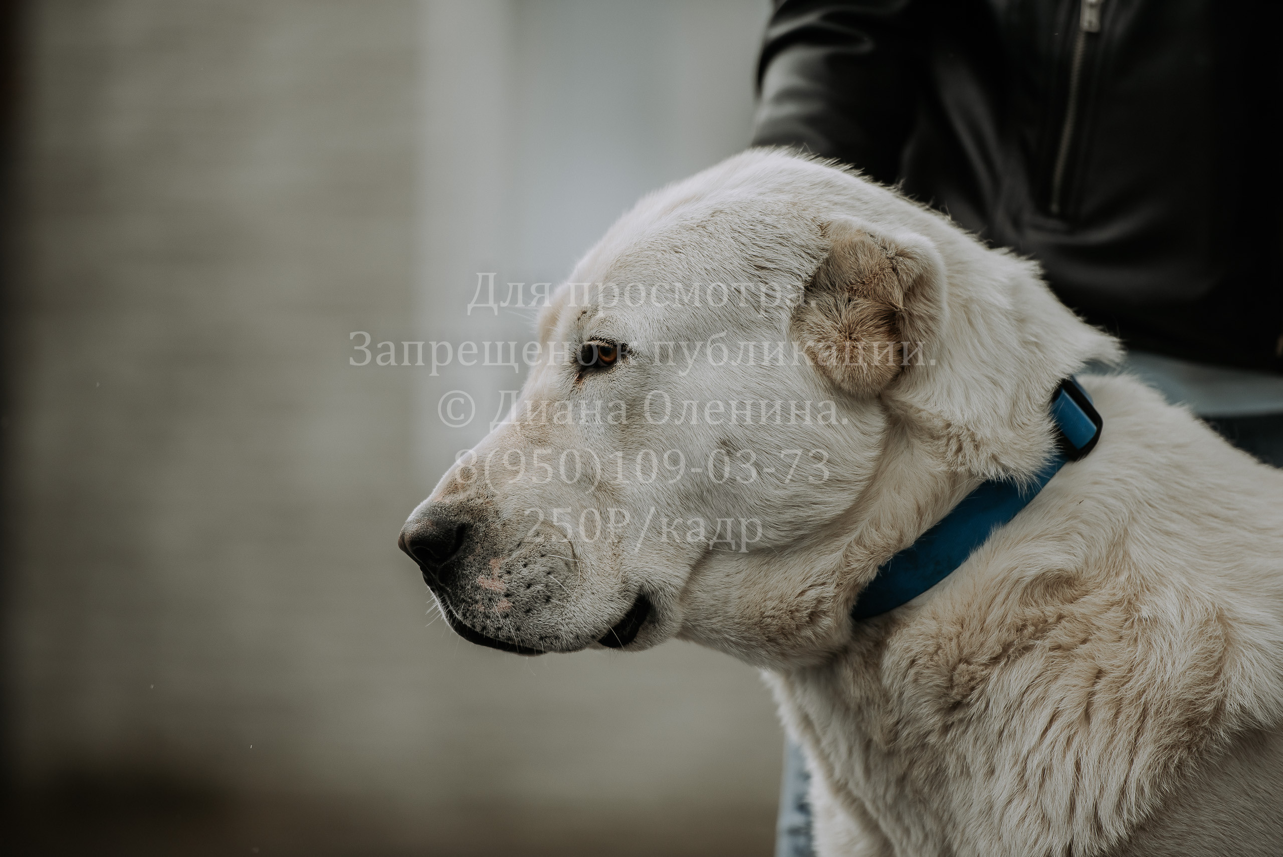 Выставка собак Братск 3 сентября 2022 Фаворит. Фотограф Диана Оленина Красноярск / Братск