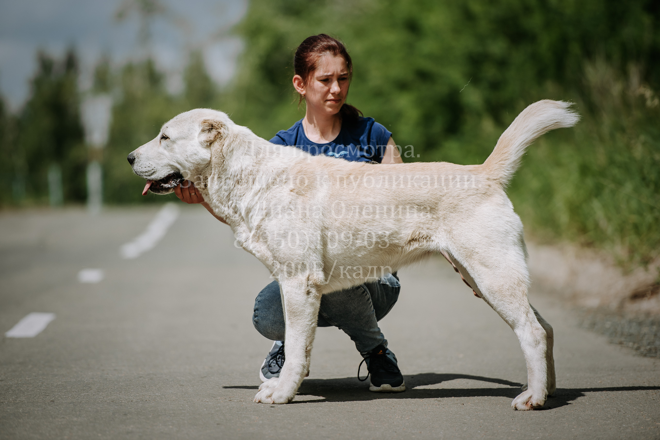 25 июня 2022 г. Братск БГОО КЛС Континенталь. Выставка собак. Фотограф Диана Оленина Красноярск / Братск