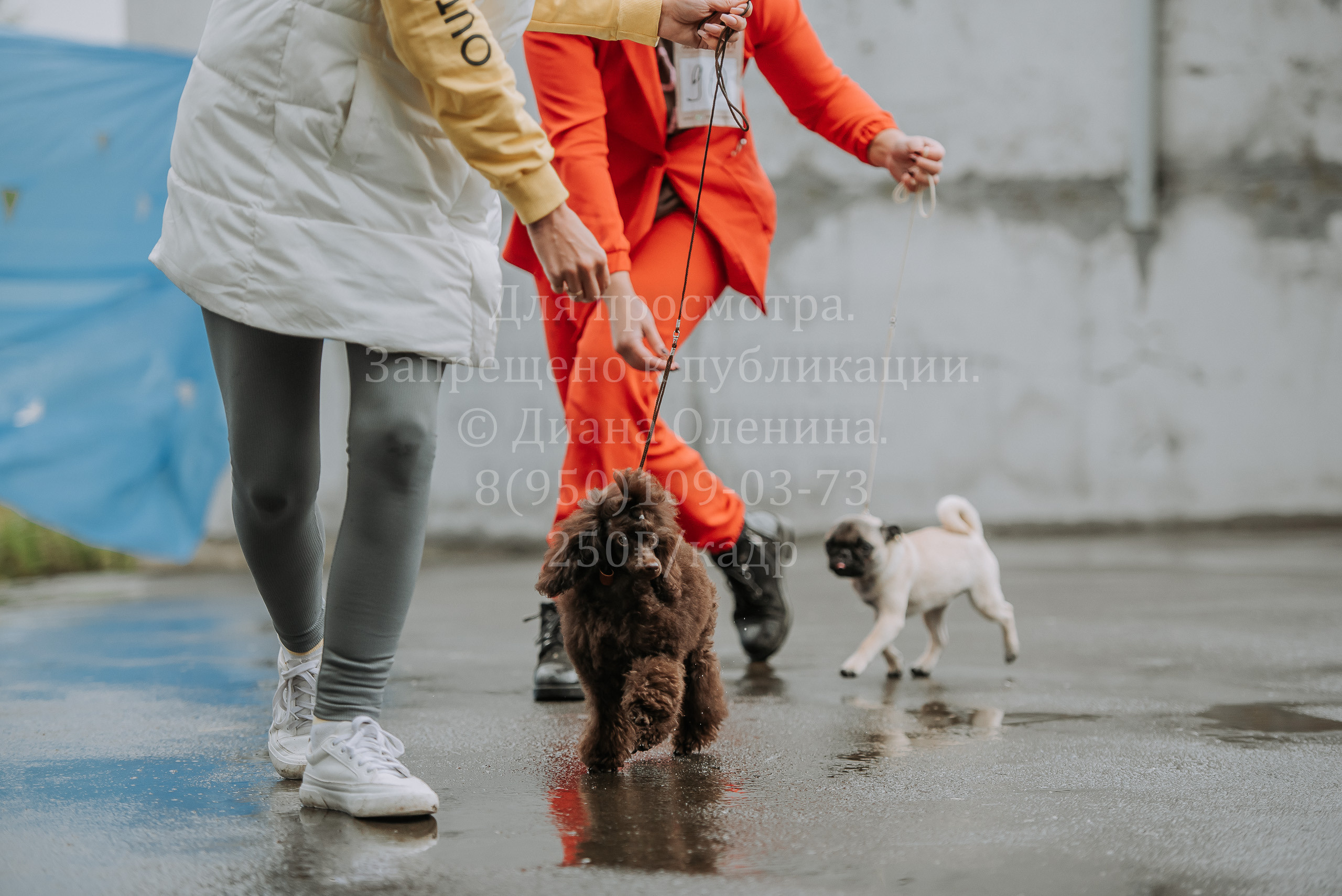 Выставка собак Братск 3 сентября 2022 Фаворит. Фотограф Диана Оленина Красноярск / Братск