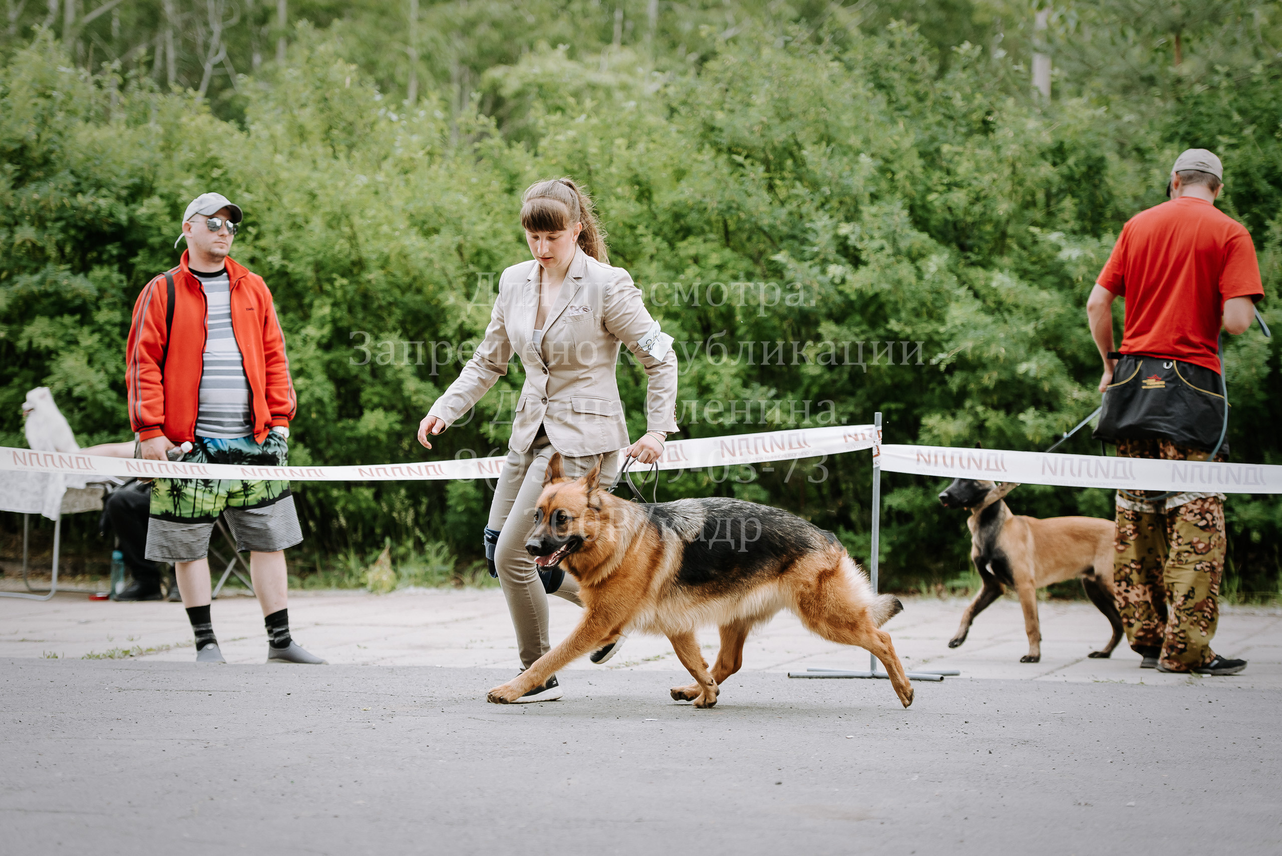 25 июня 2022 г. Братск БГОО КЛС Континенталь. Выставка собак. Фотограф Диана Оленина Красноярск / Братск