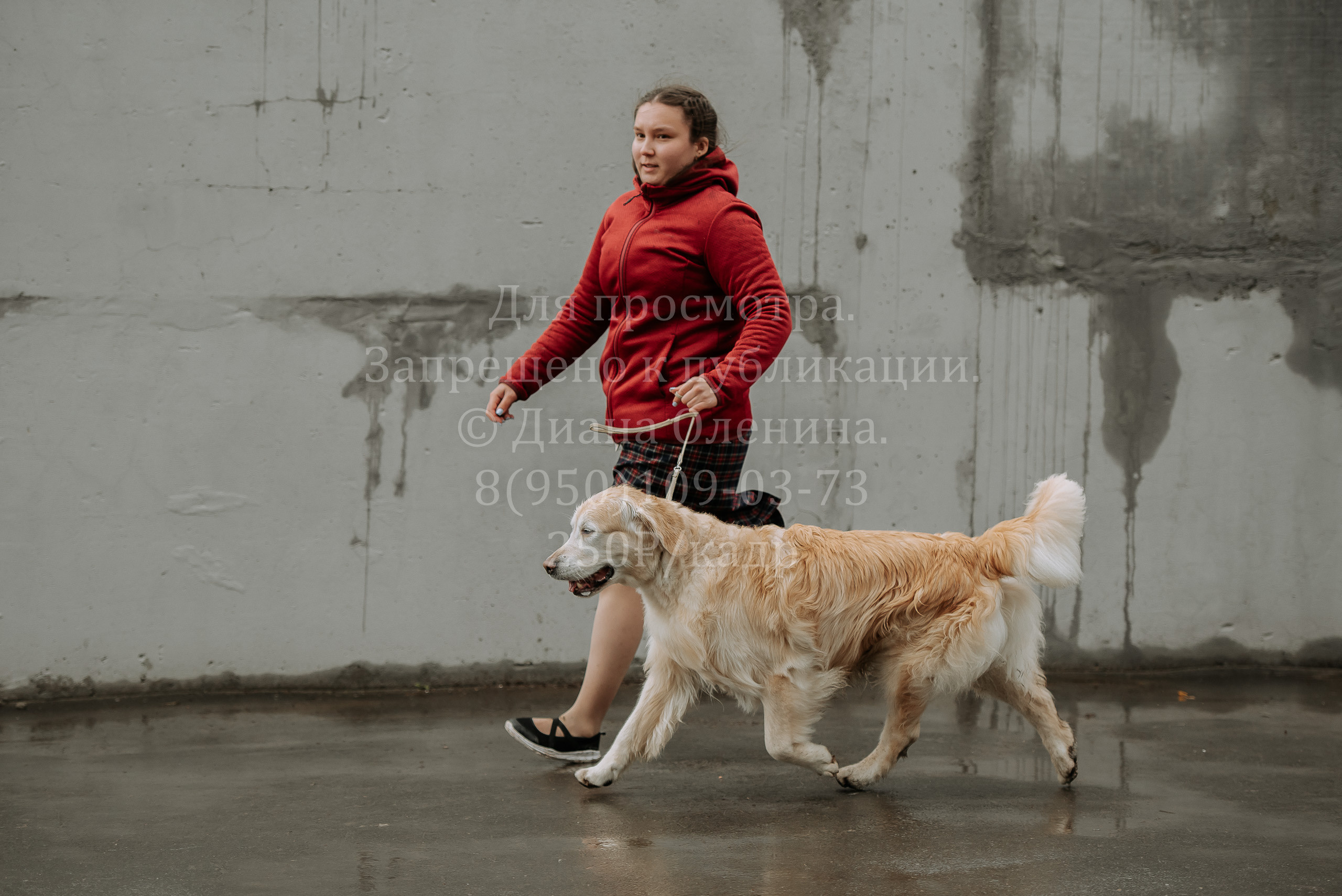 Выставка собак Братск 3 сентября 2022 Фаворит. Фотограф Диана Оленина Красноярск / Братск