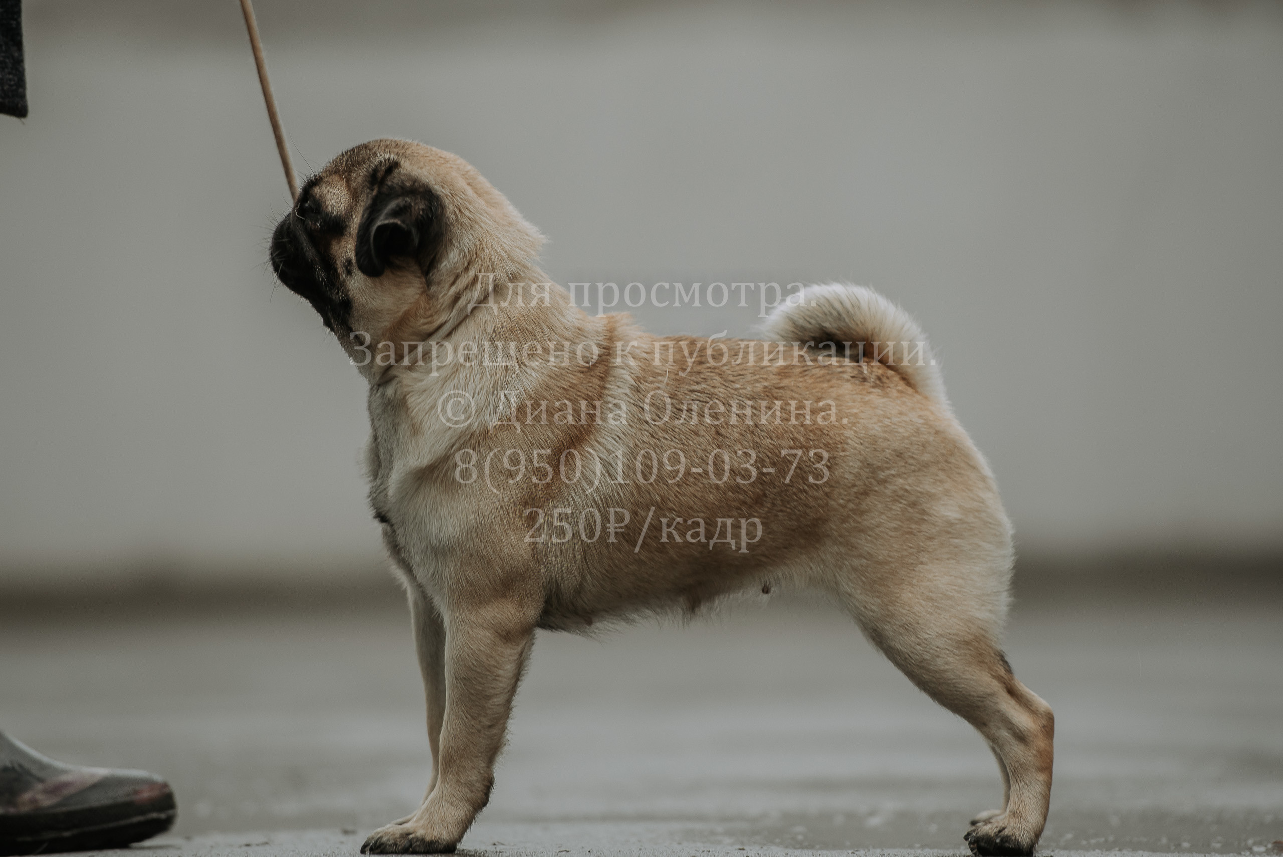 Выставка собак Братск 3 сентября 2022 Фаворит. Фотограф Диана Оленина Красноярск / Братск