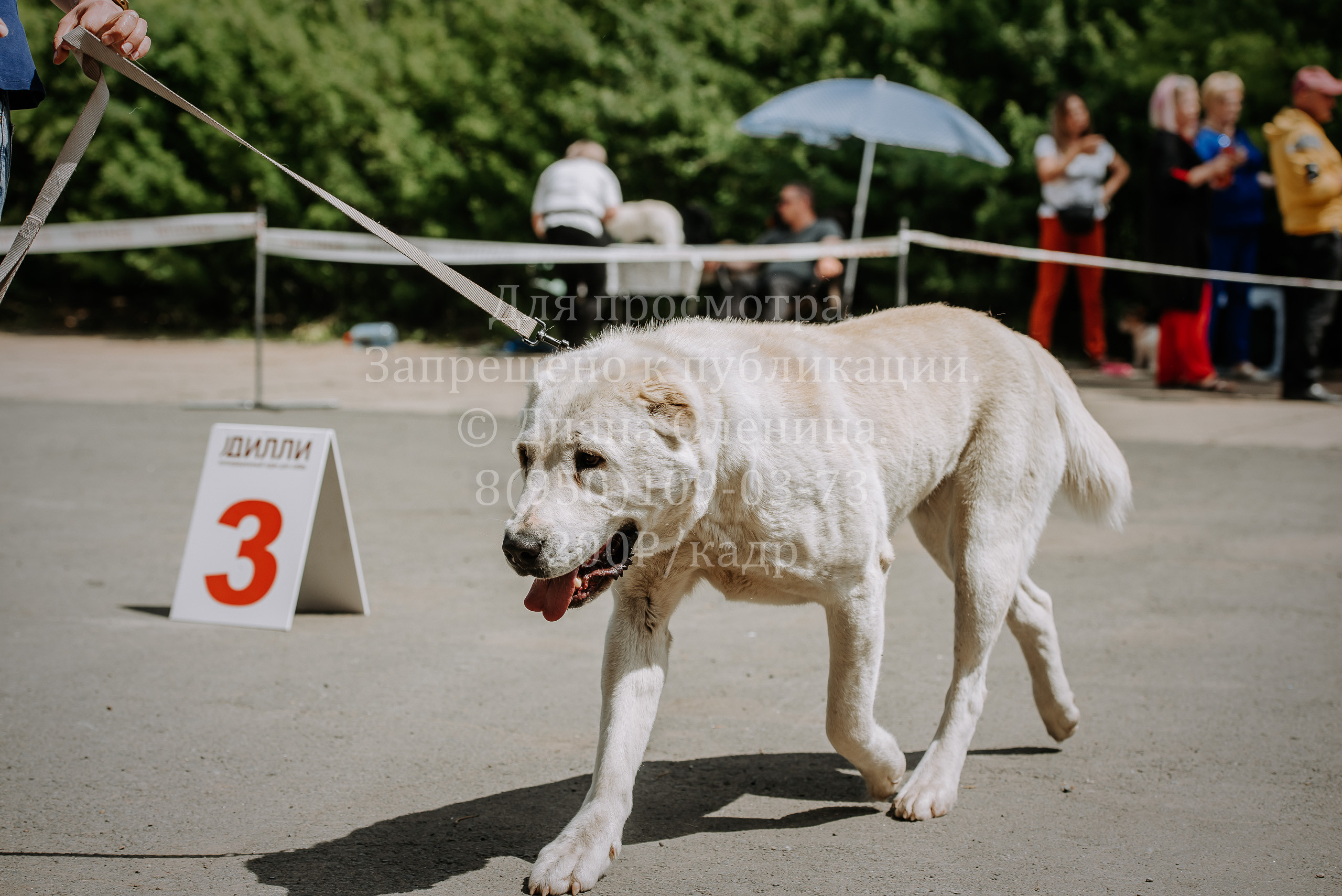 25 июня 2022 г. Братск БГОО КЛС Континенталь. Выставка собак. Фотограф Диана Оленина Красноярск / Братск