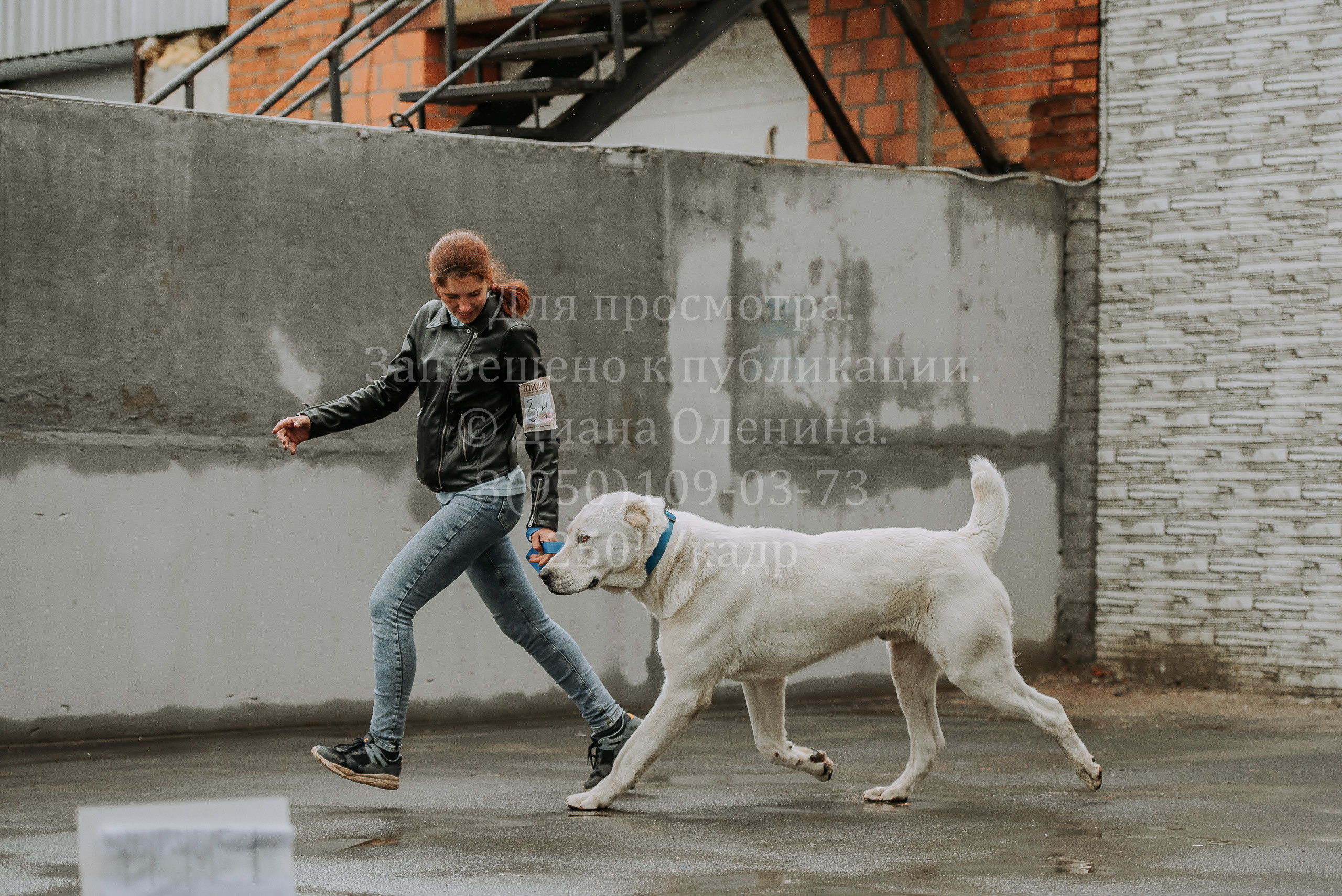 Выставка собак Братск 3 сентября 2022 Фаворит. Фотограф Диана Оленина Красноярск / Братск