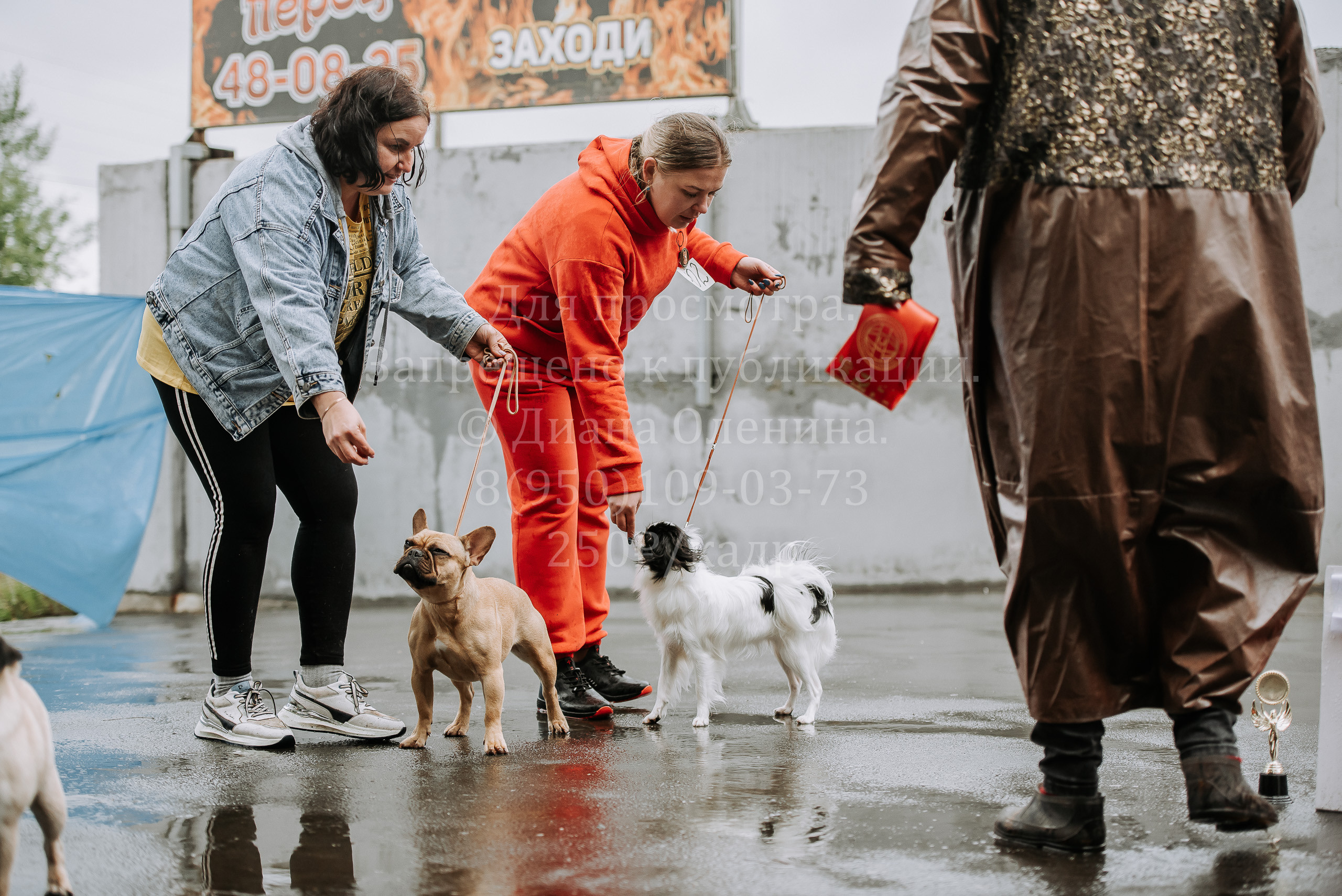 Выставка собак Братск 3 сентября 2022 Фаворит. Фотограф Диана Оленина Красноярск / Братск