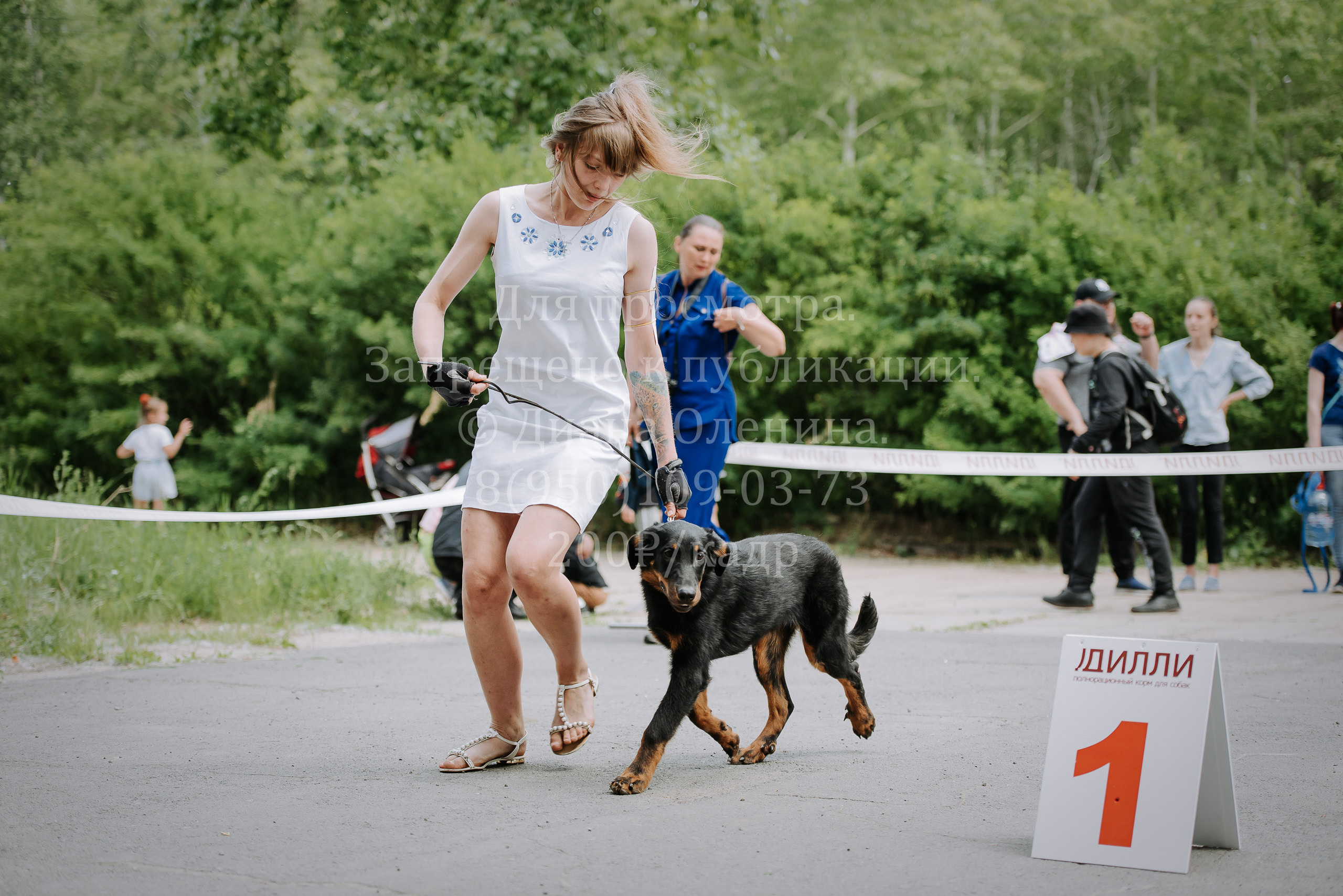 25 июня 2022 г. Братск БГОО КЛС Континенталь. Выставка собак. Фотограф Диана Оленина Красноярск / Братск