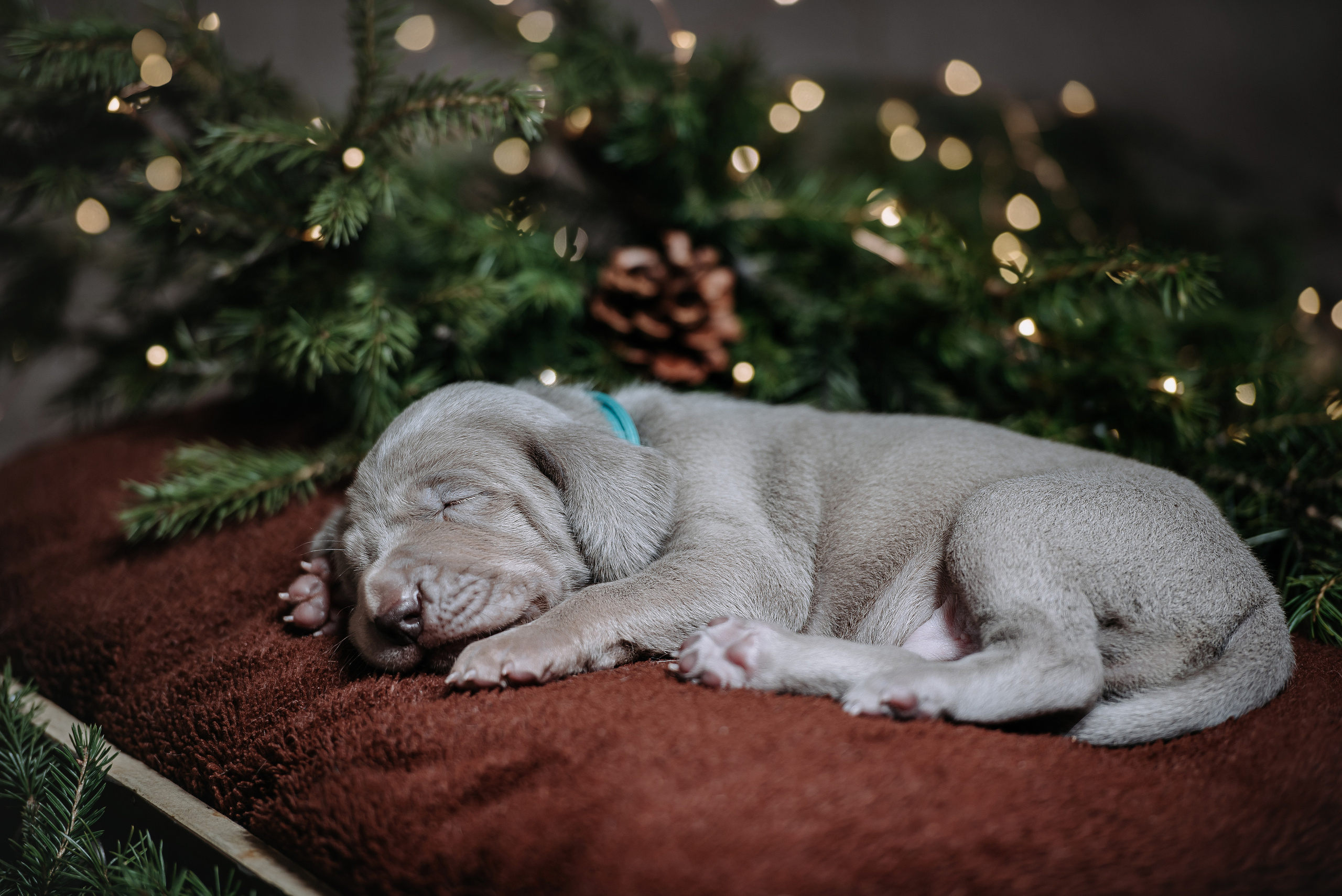Веймарские легавые. Фотограф Диана Оленина Красноярск / Братск
