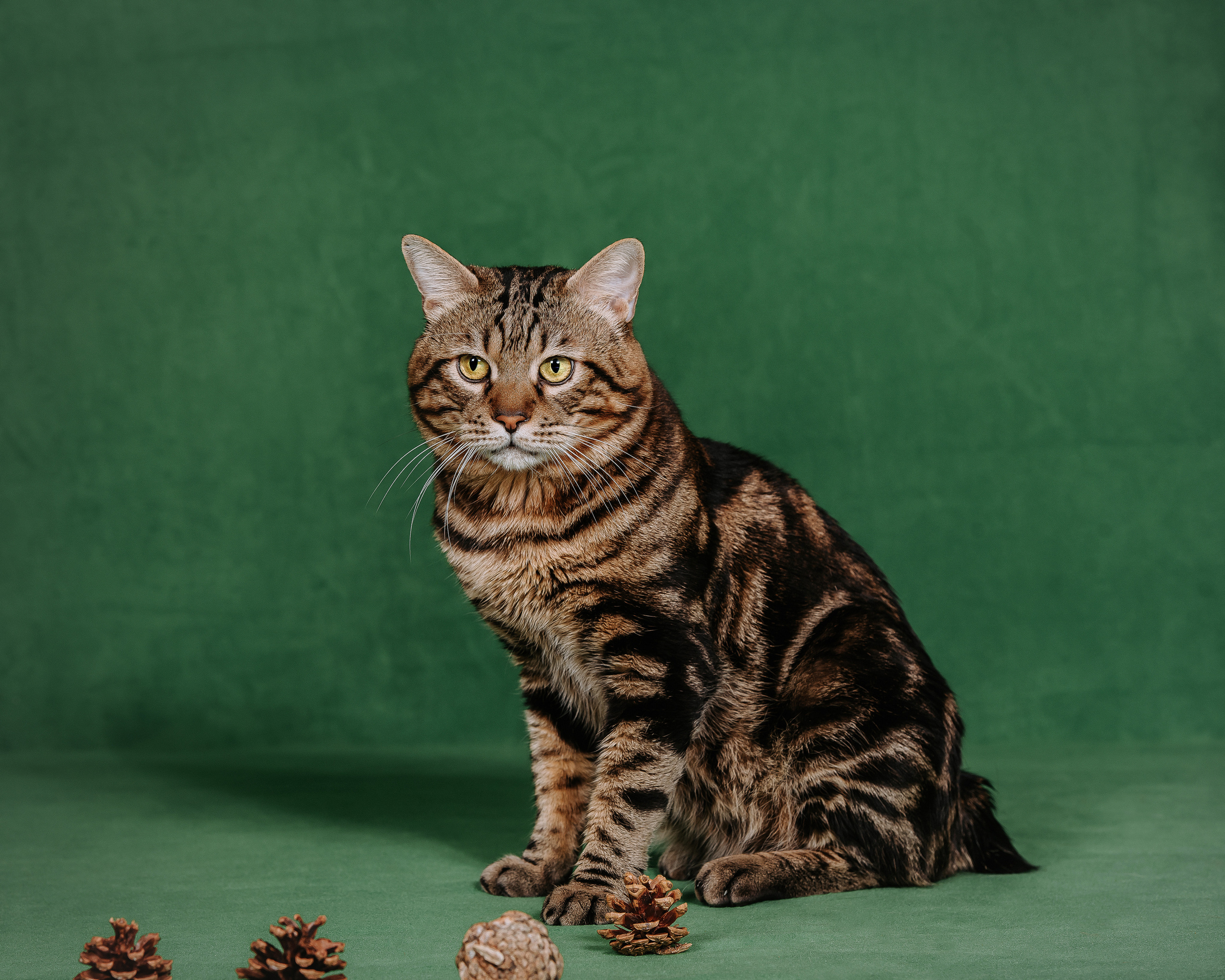 Курильский бобтейл. Фотограф Диана Оленина Красноярск / Братск