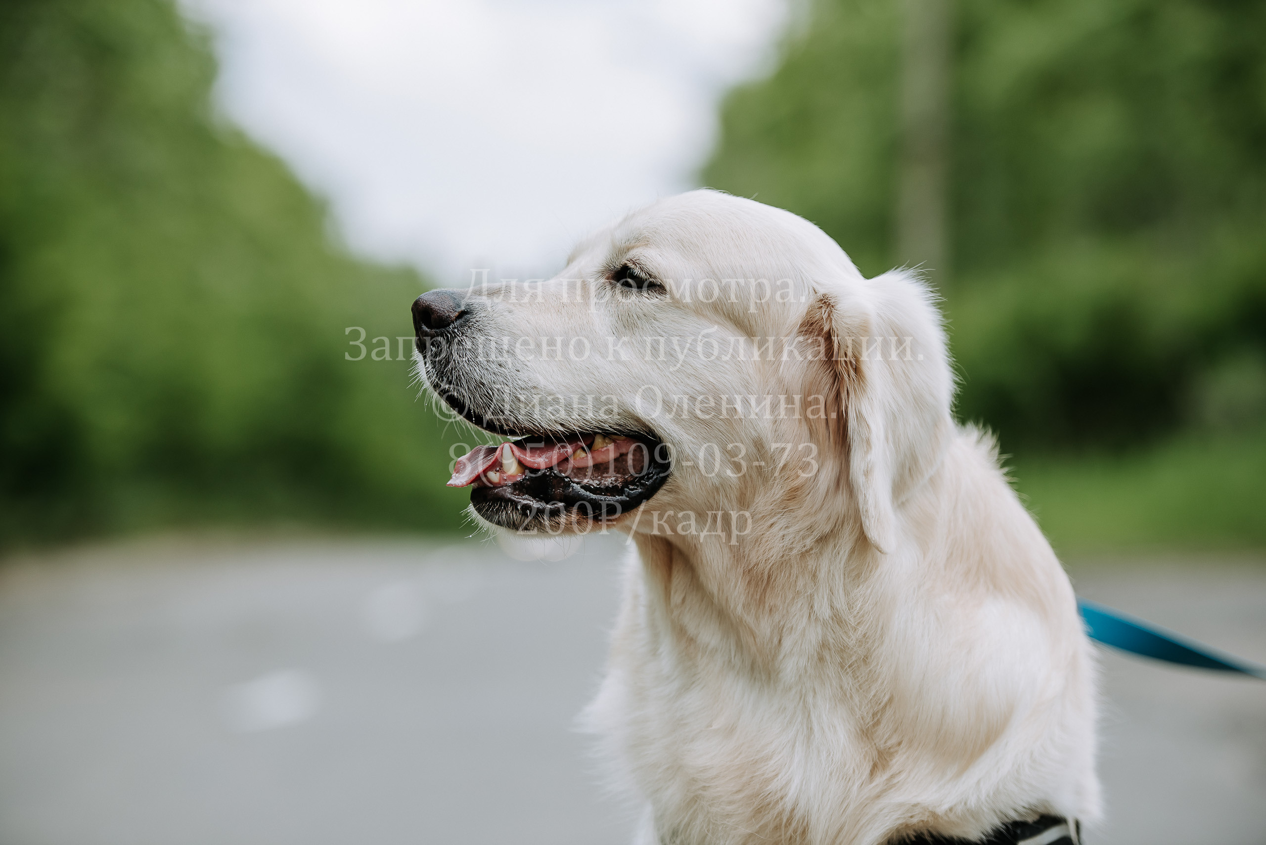 25 июня 2022 г. Братск БГОО КЛС Континенталь. Выставка собак. Фотограф Диана Оленина Красноярск / Братск