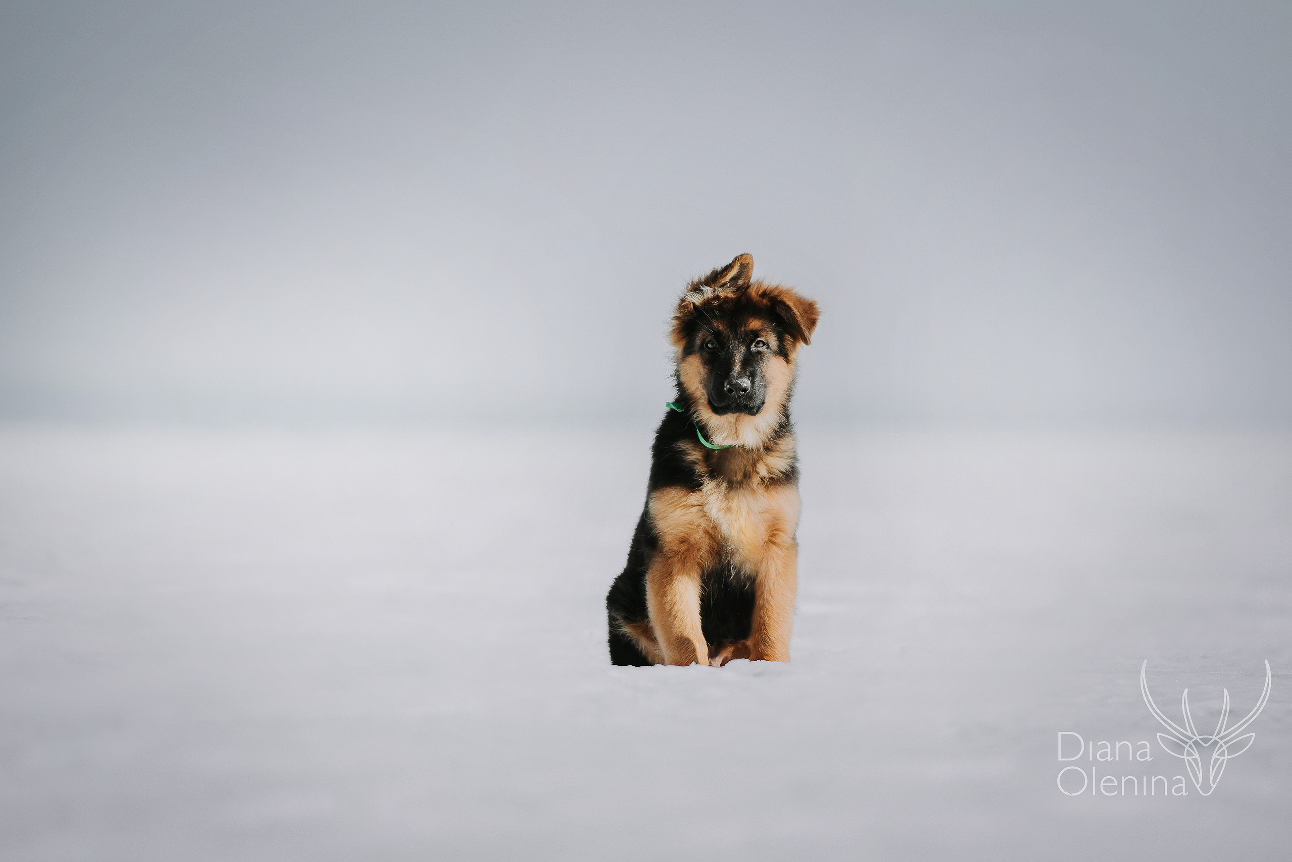 Немецкие овчарки. Фотограф Диана Оленина Красноярск / Братск