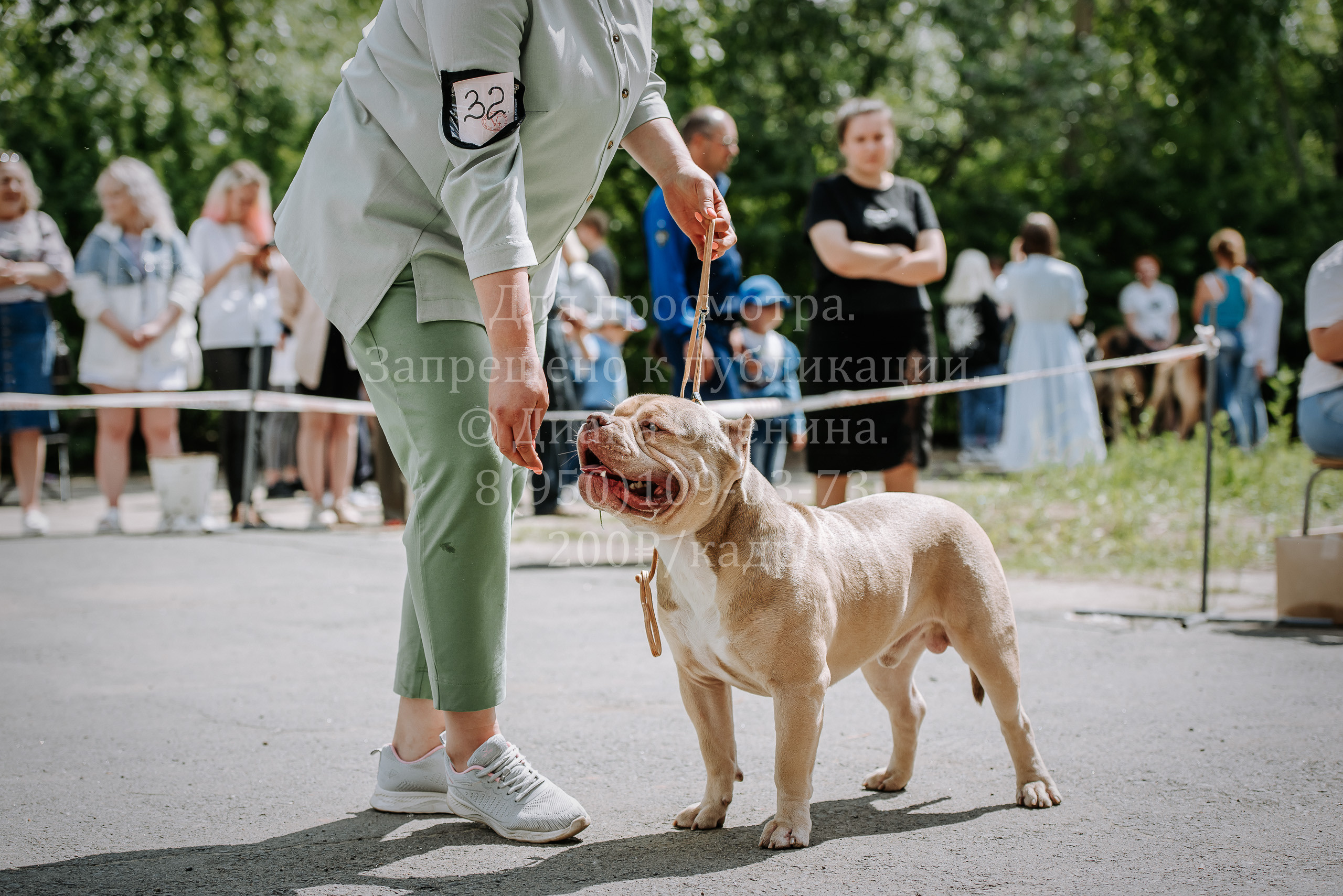 25 июня 2022 г. Братск БГОО КЛС Континенталь. Выставка собак. Фотограф Диана Оленина Красноярск / Братск