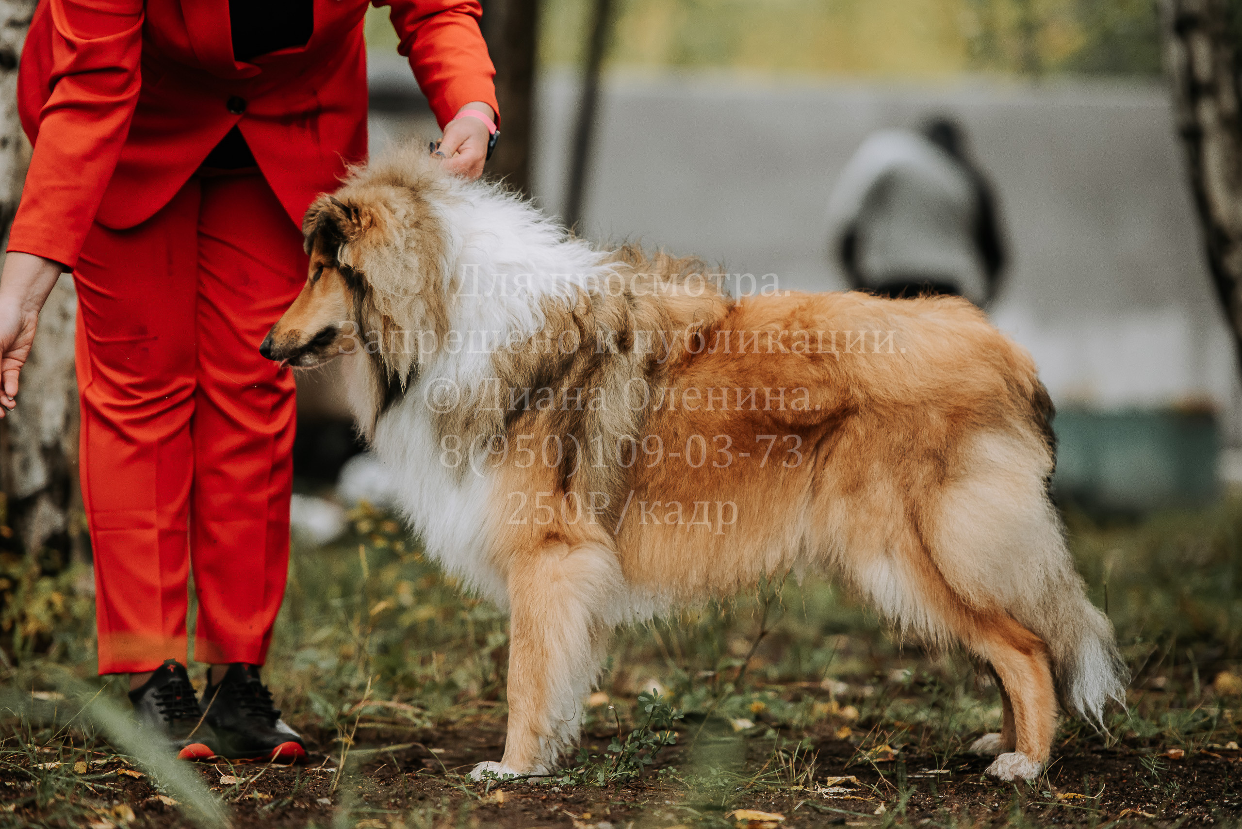 Выставка собак Братск 3 сентября 2022 Фаворит. Фотограф Диана Оленина Красноярск / Братск