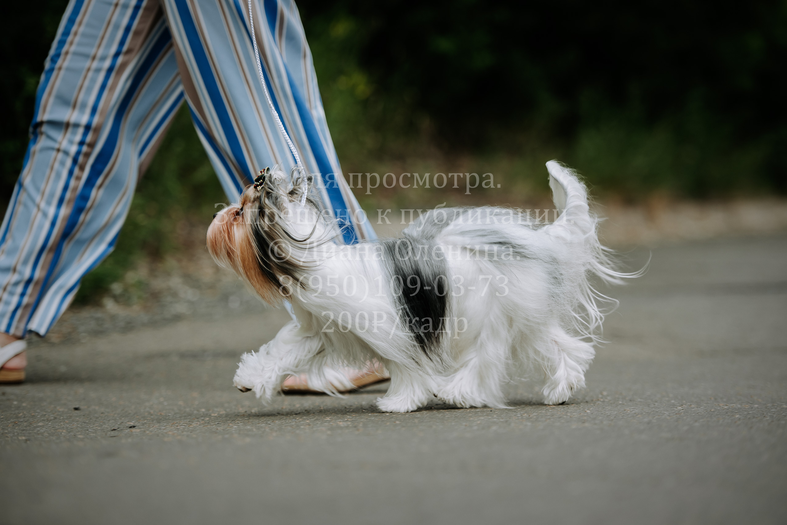 25 июня 2022 г. Братск БГОО КЛС Континенталь. Выставка собак. Фотограф Диана Оленина Красноярск / Братск