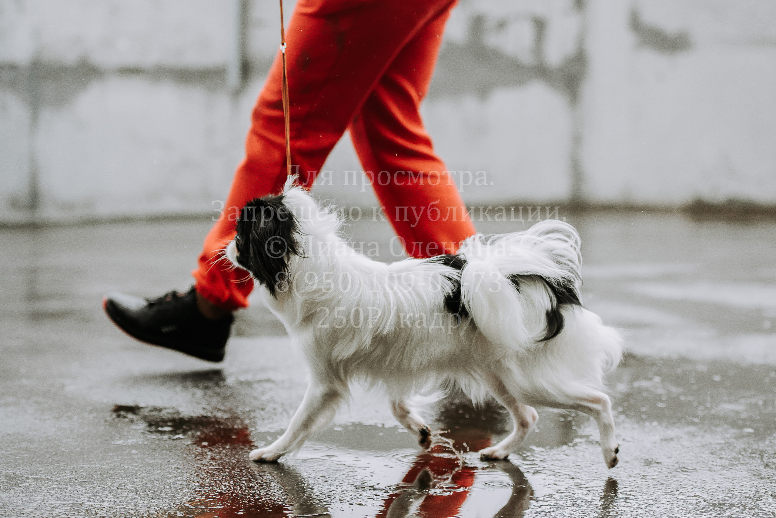 Выставка собак Братск 3 сентября 2022 Фаворит. Фотограф Диана Оленина Красноярск / Братск