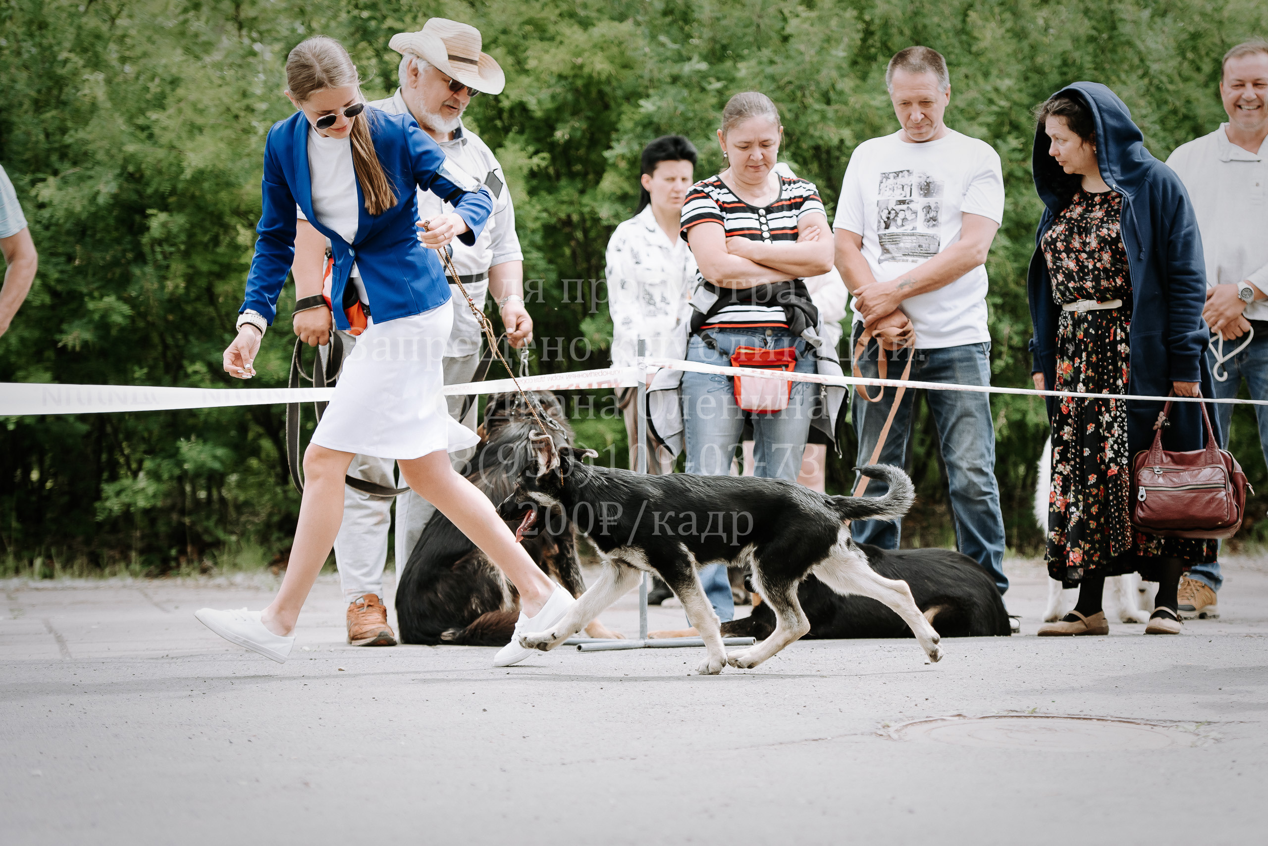 25 июня 2022 г. Братск БГОО КЛС Континенталь. Выставка собак. Фотограф Диана Оленина Красноярск / Братск
