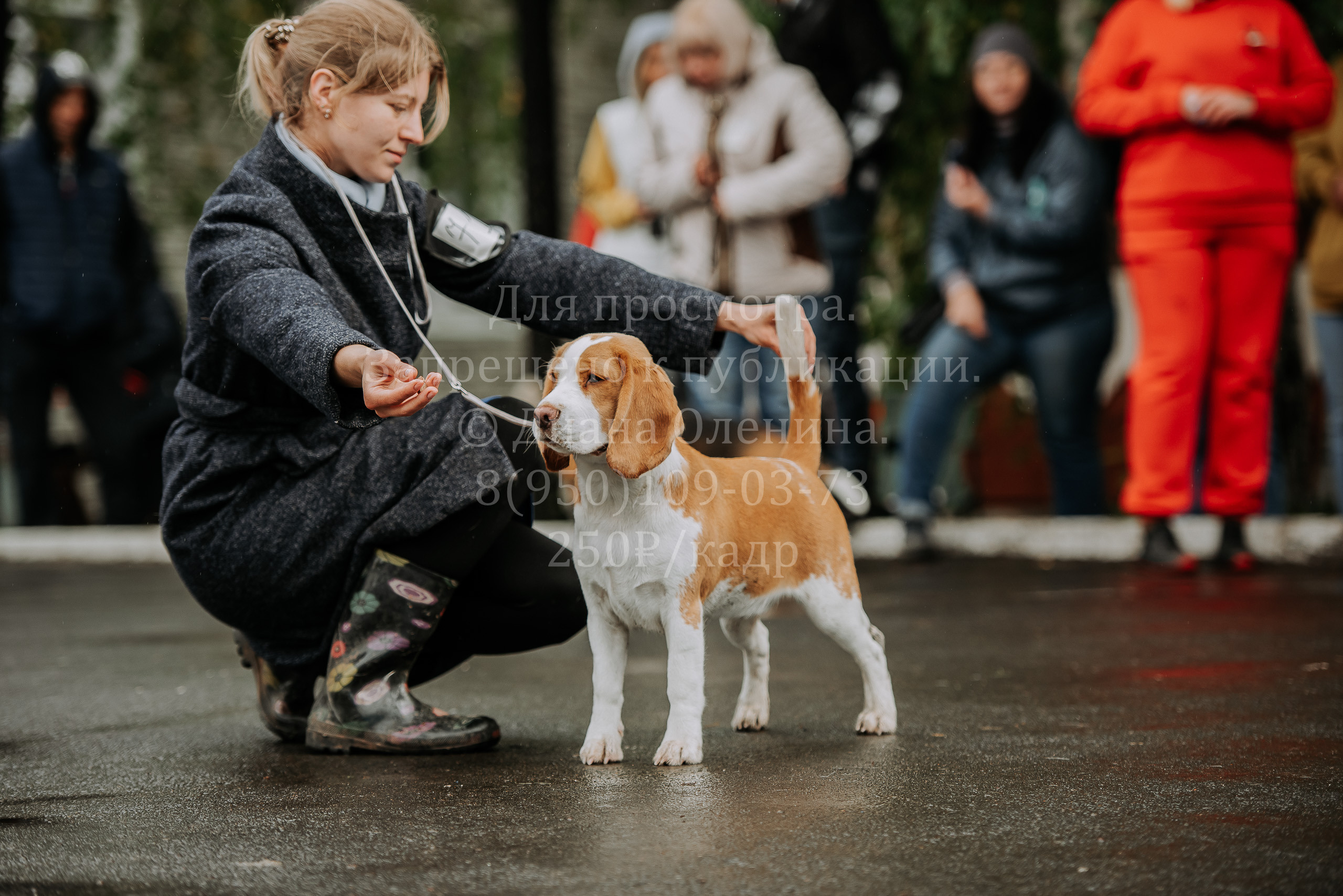 Выставка собак Братск 3 сентября 2022 Фаворит. Фотограф Диана Оленина Красноярск / Братск