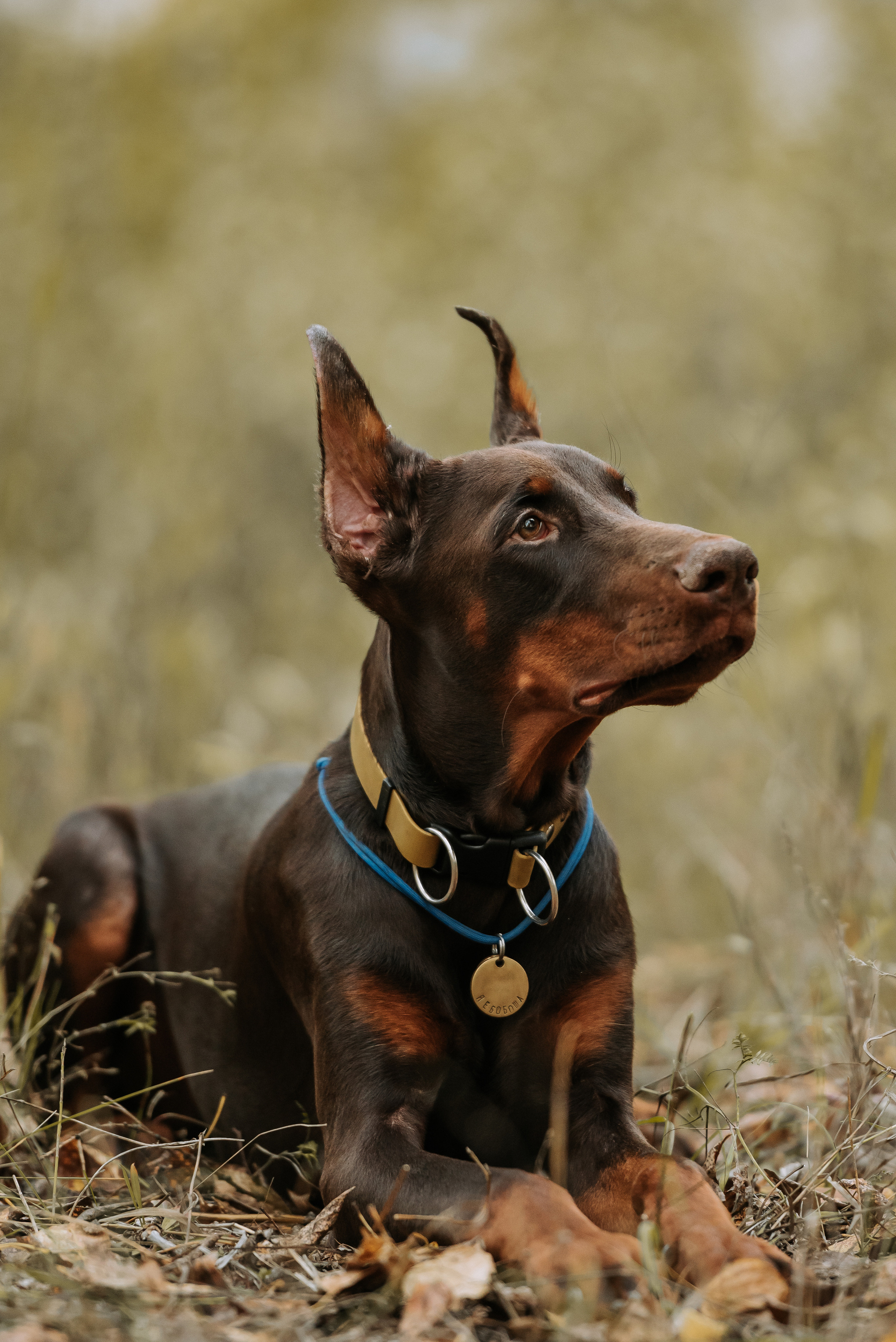 Натали&Евгений и Юстос. Фотограф Диана Оленина Красноярск / Братск