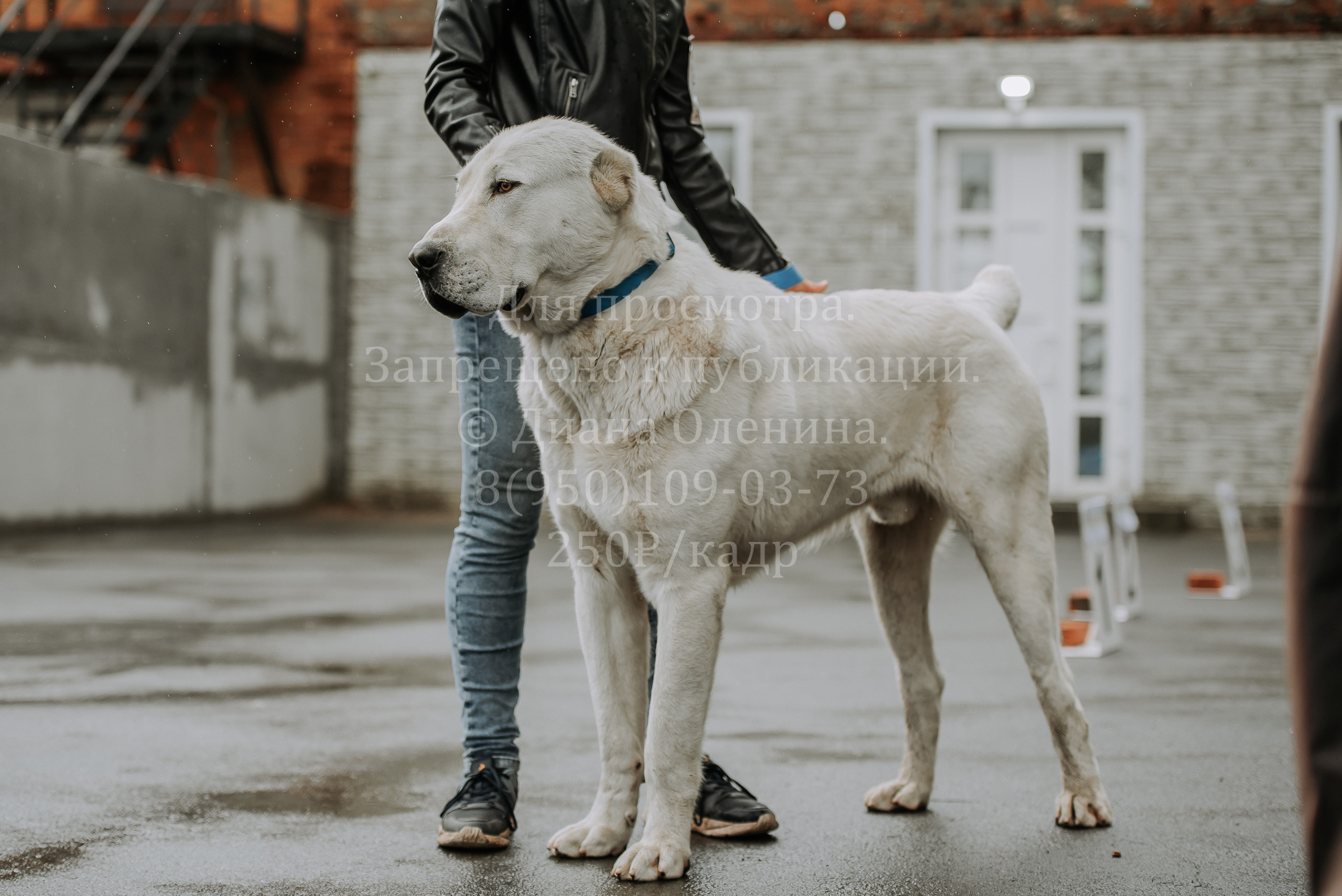 Выставка собак Братск 3 сентября 2022 Фаворит. Фотограф Диана Оленина Красноярск / Братск