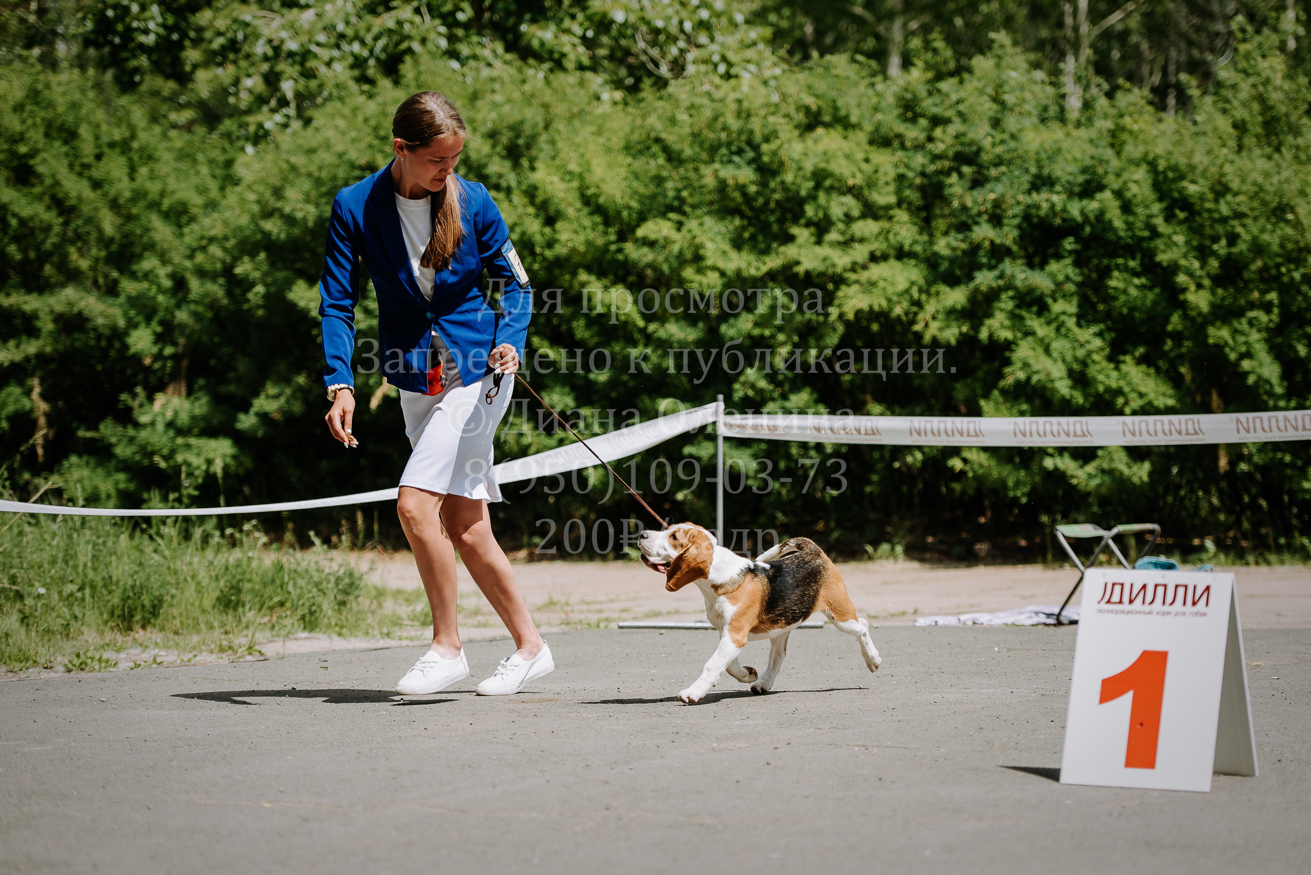25 июня 2022 г. Братск БГОО КЛС Континенталь. Выставка собак. Фотограф Диана Оленина Красноярск / Братск
