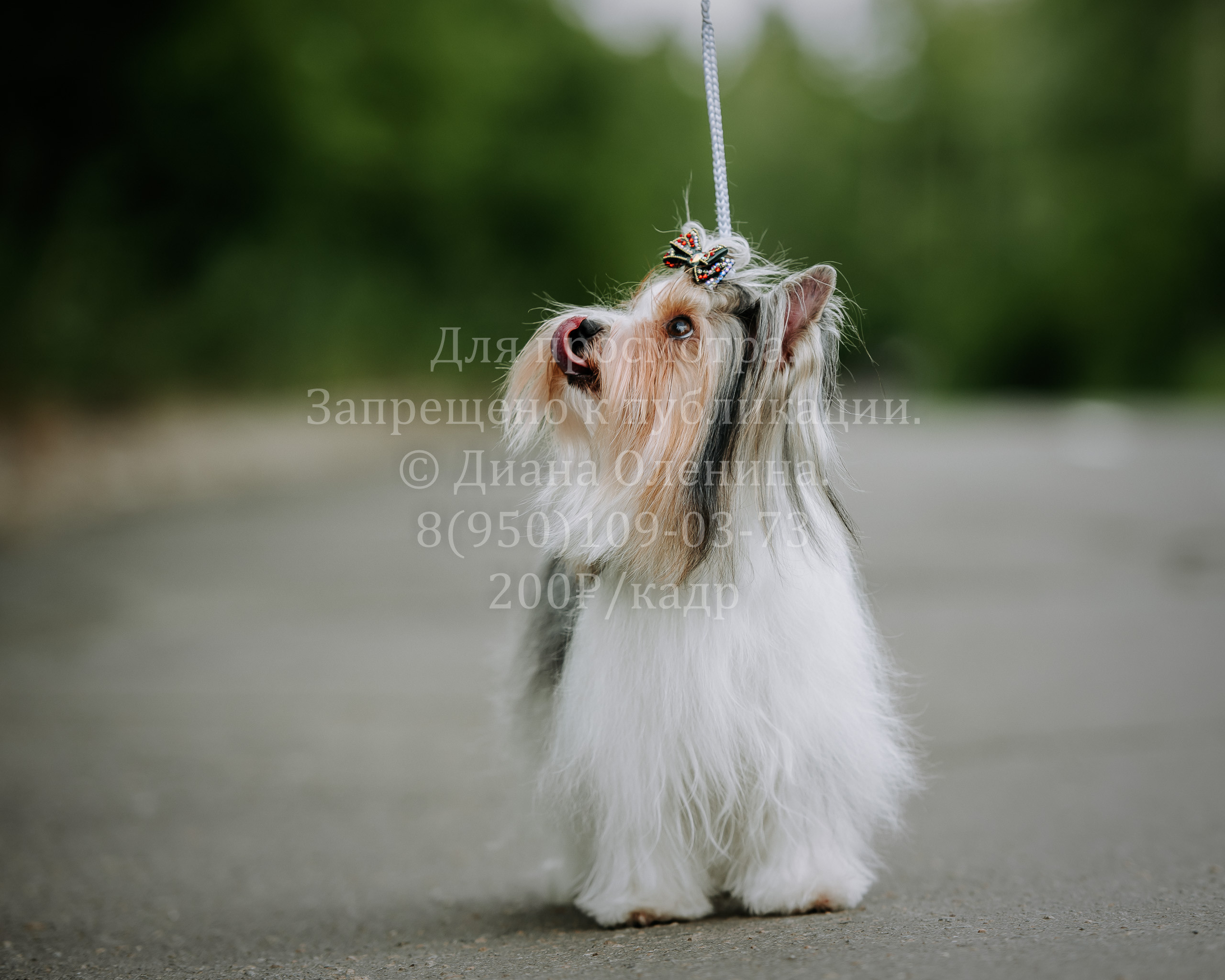 25 июня 2022 г. Братск БГОО КЛС Континенталь. Выставка собак. Фотограф Диана Оленина Красноярск / Братск