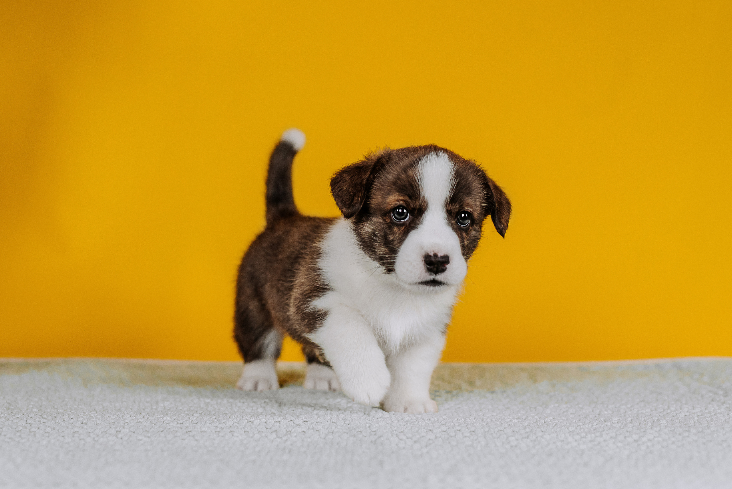 Вельш корги кардиганы. Фотограф Диана Оленина Красноярск / Братск