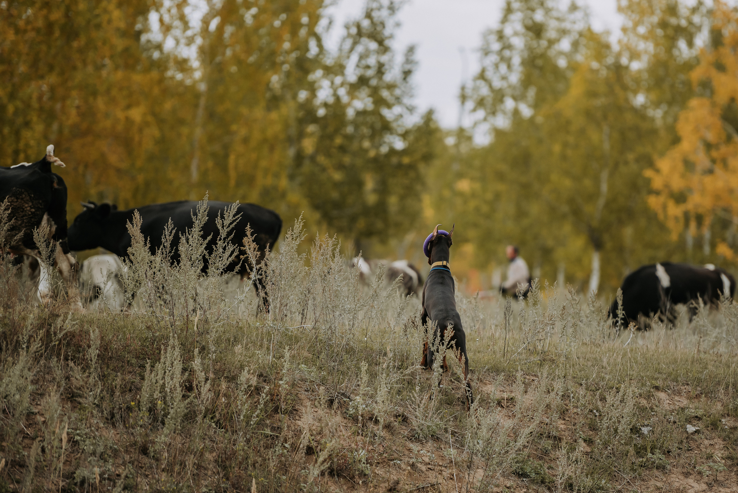 Натали&Евгений и Юстос. Фотограф Диана Оленина Красноярск / Братск