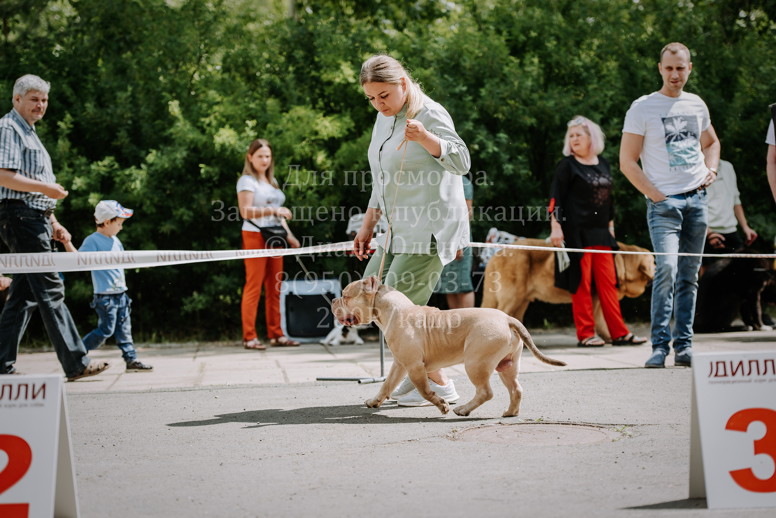25 июня 2022 г. Братск БГОО КЛС Континенталь. Выставка собак. Фотограф Диана Оленина Красноярск / Братск