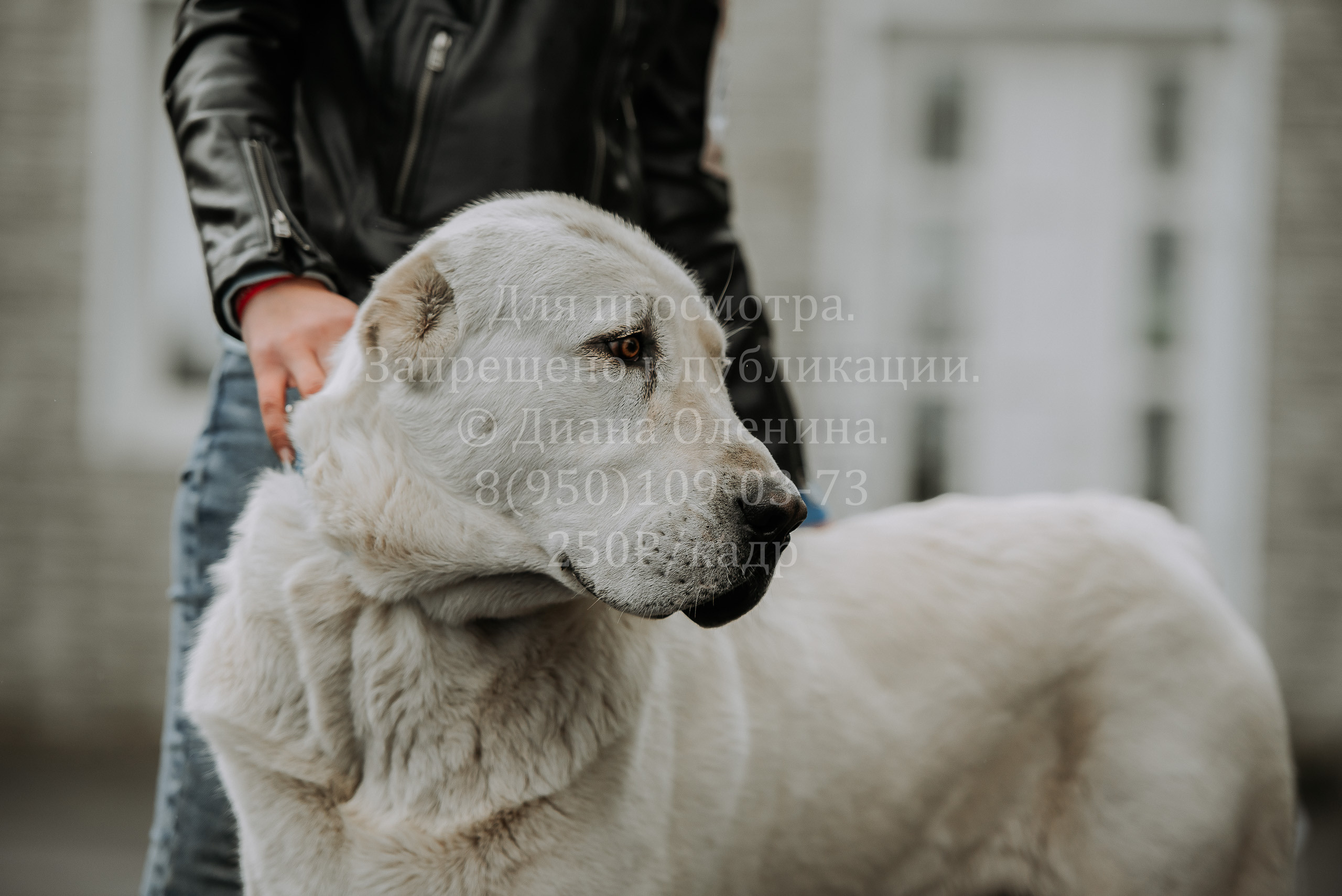 Выставка собак Братск 3 сентября 2022 Фаворит. Фотограф Диана Оленина Красноярск / Братск