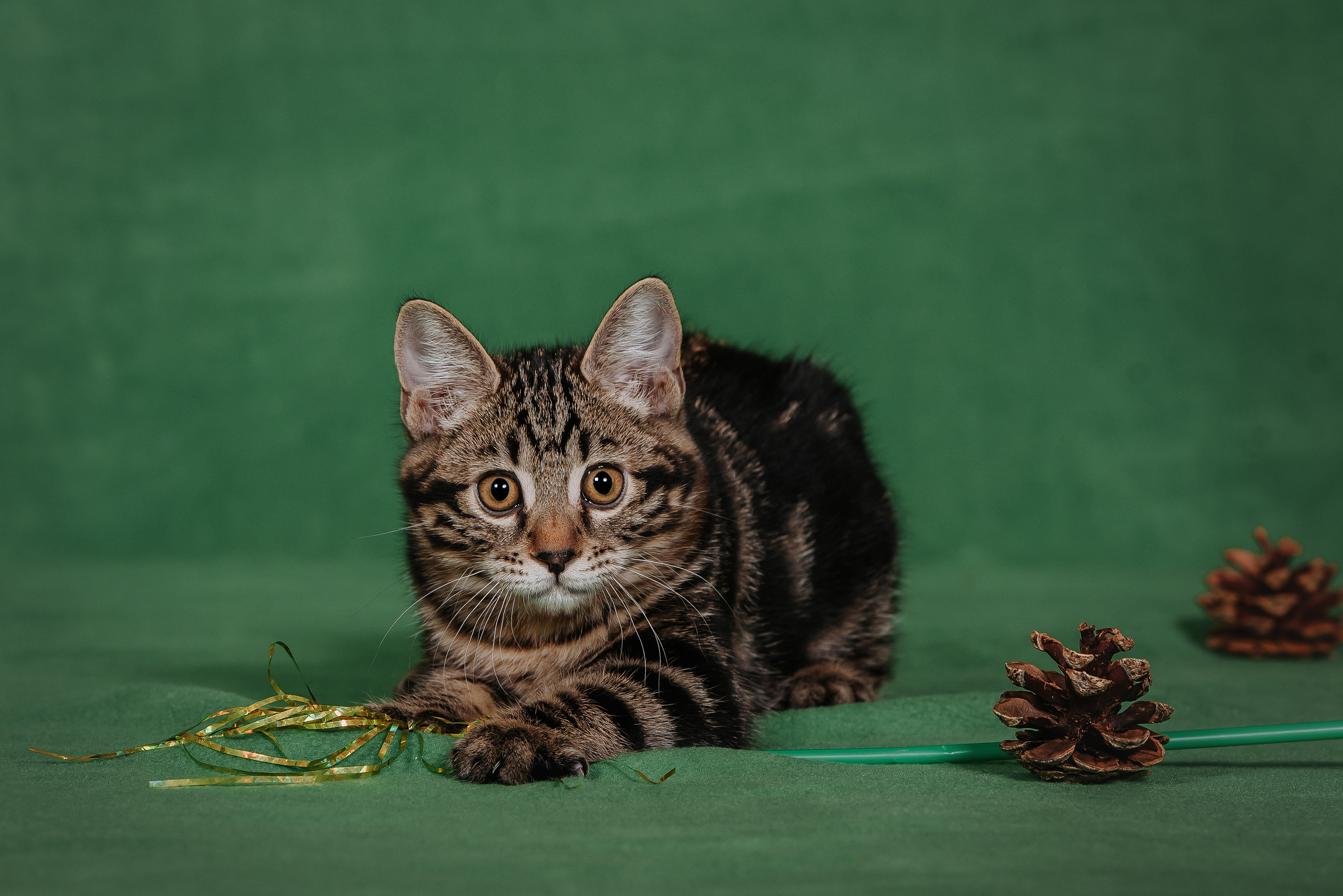Курильский бобтейл. Фотограф Диана Оленина Красноярск / Братск