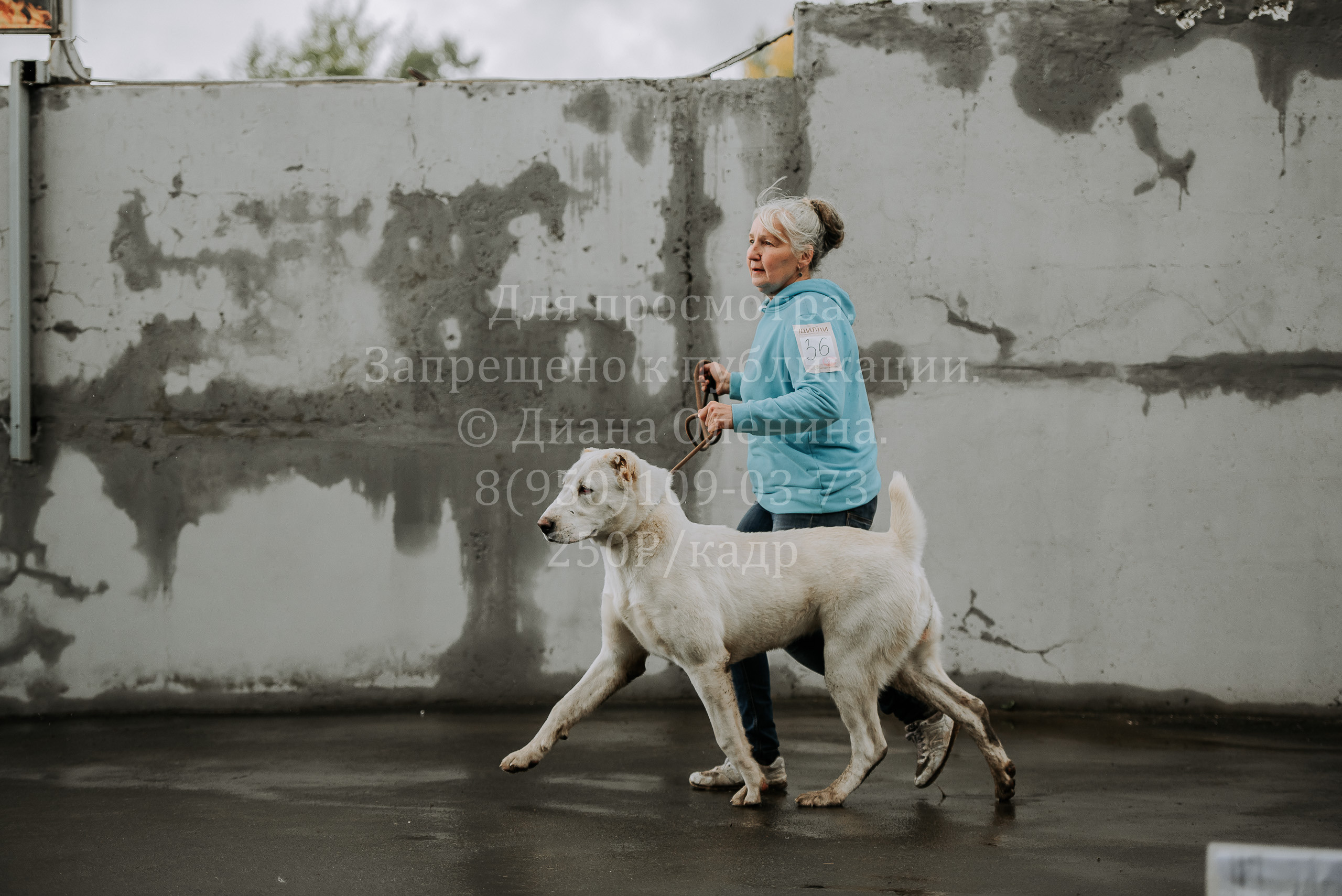 Выставка собак Братск 3 сентября 2022 Фаворит. Фотограф Диана Оленина Красноярск / Братск