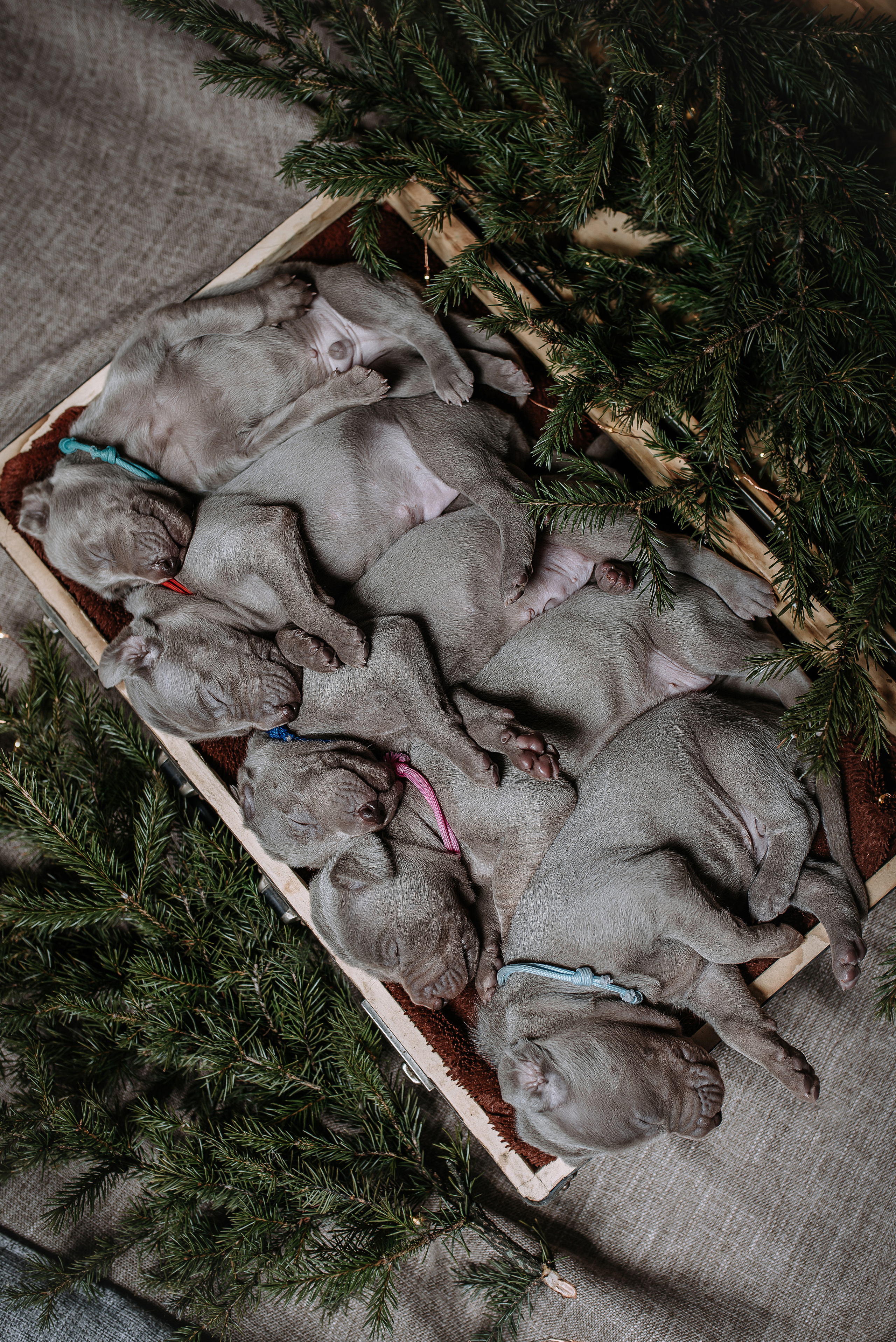 Веймарские легавые. Фотограф Диана Оленина Красноярск / Братск