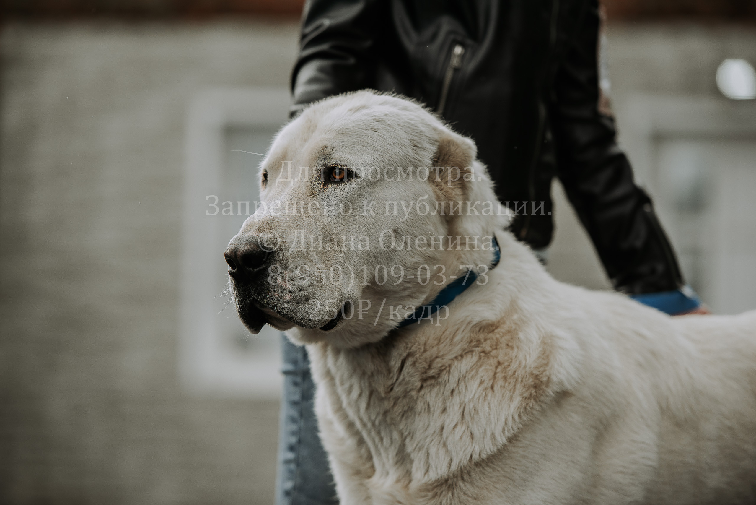 Выставка собак Братск 3 сентября 2022 Фаворит. Фотограф Диана Оленина Красноярск / Братск