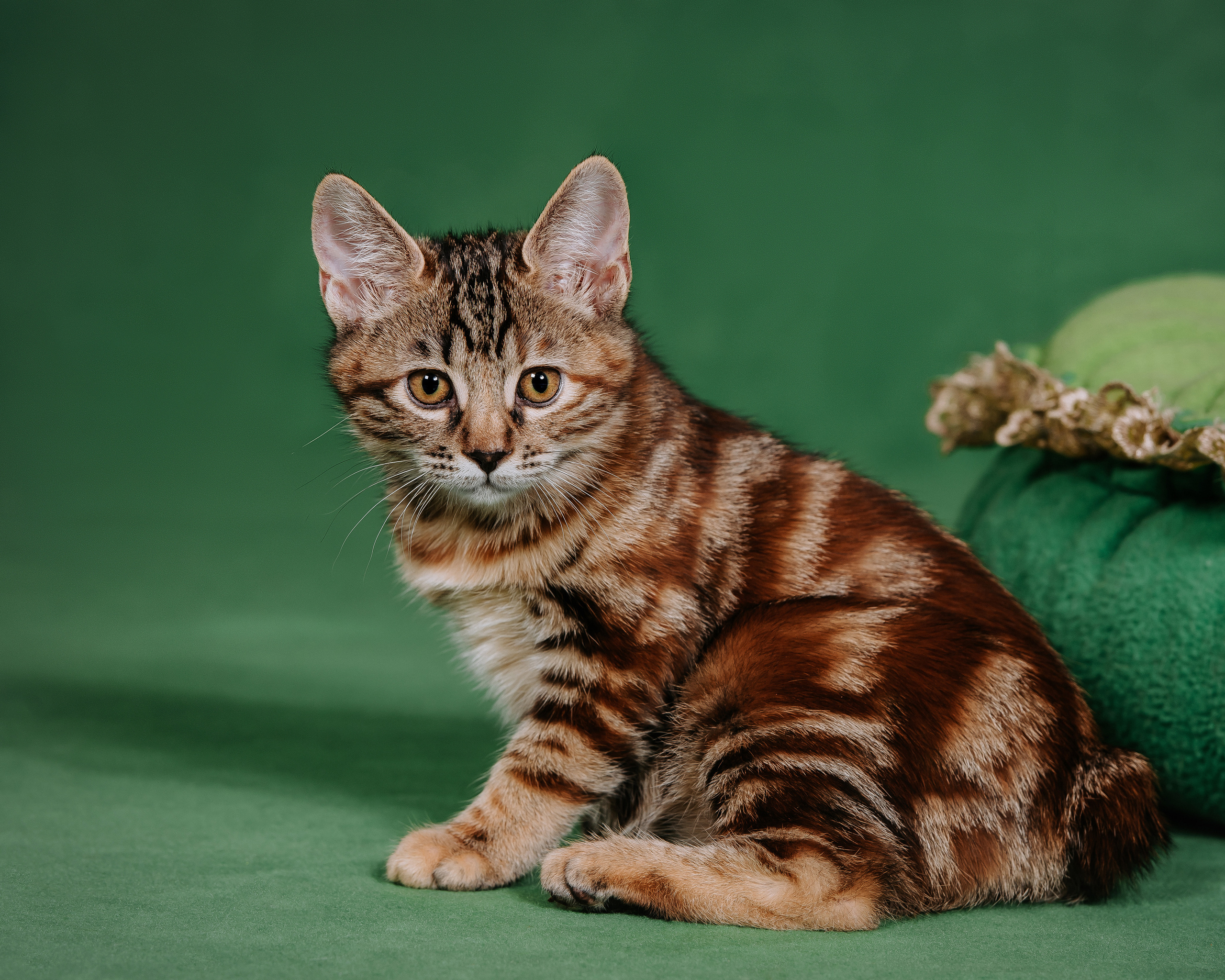 Курильский бобтейл. Фотограф Диана Оленина Красноярск / Братск