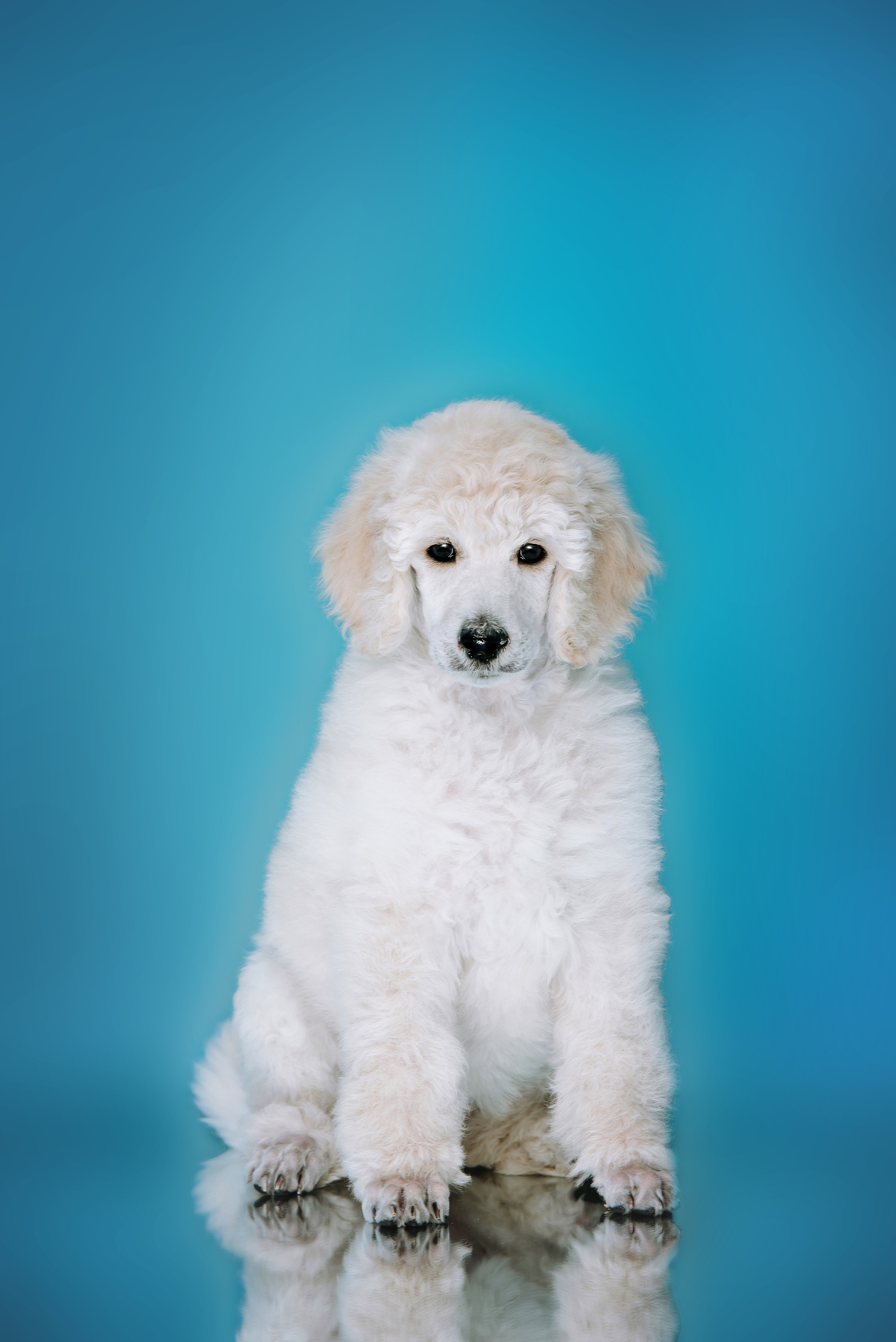 Большой королевский пудель. Фотограф Диана Оленина Красноярск / Братск