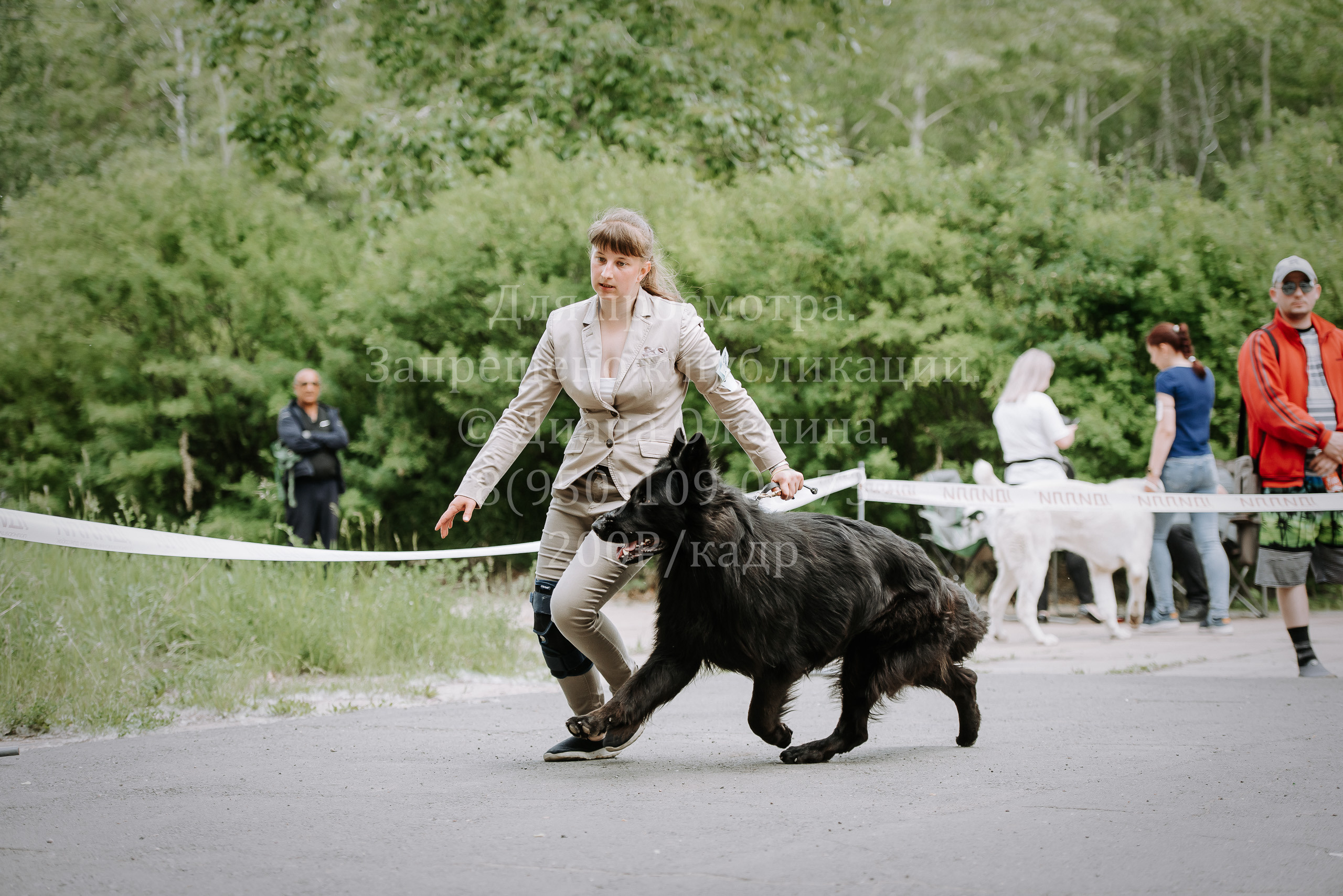 25 июня 2022 г. Братск БГОО КЛС Континенталь. Выставка собак. Фотограф Диана Оленина Красноярск / Братск