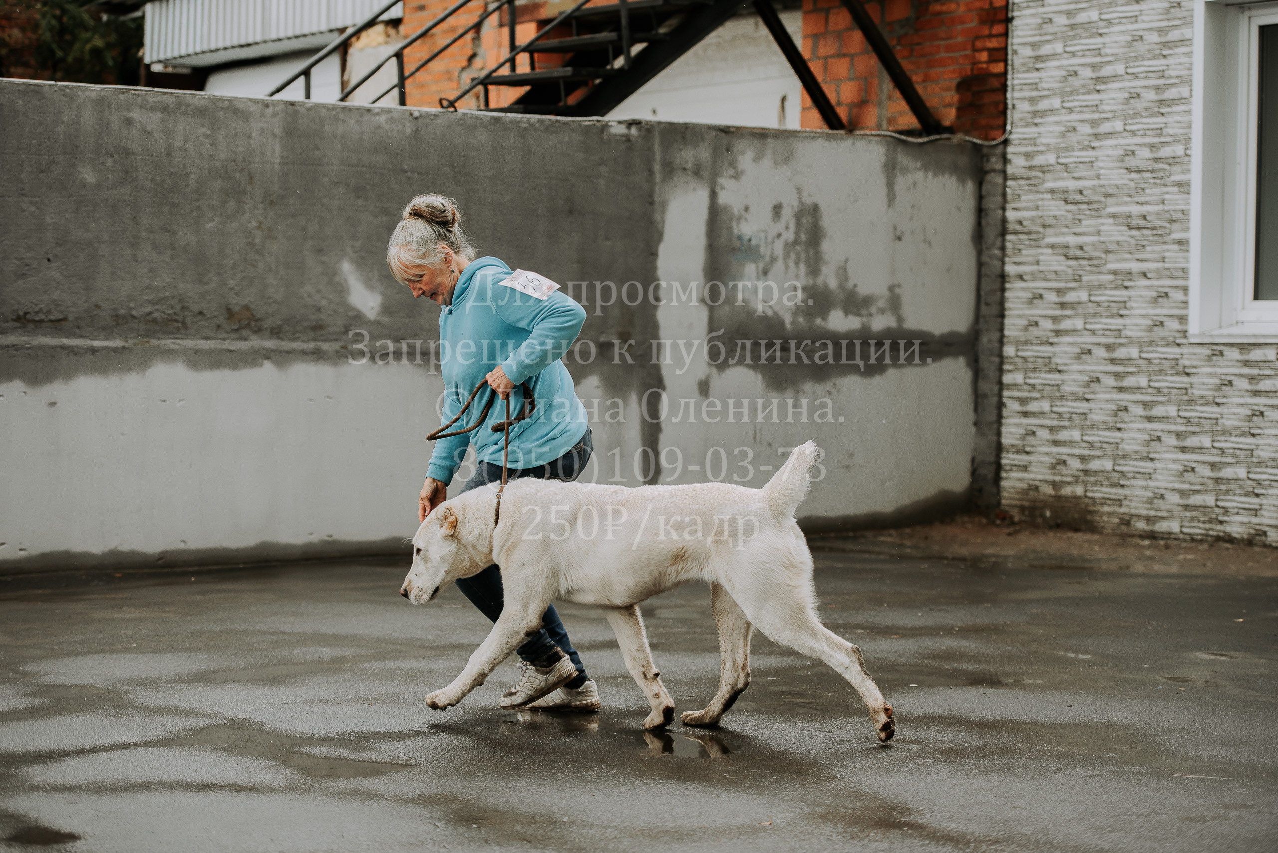 Выставка собак Братск 3 сентября 2022 Фаворит. Фотограф Диана Оленина Красноярск / Братск