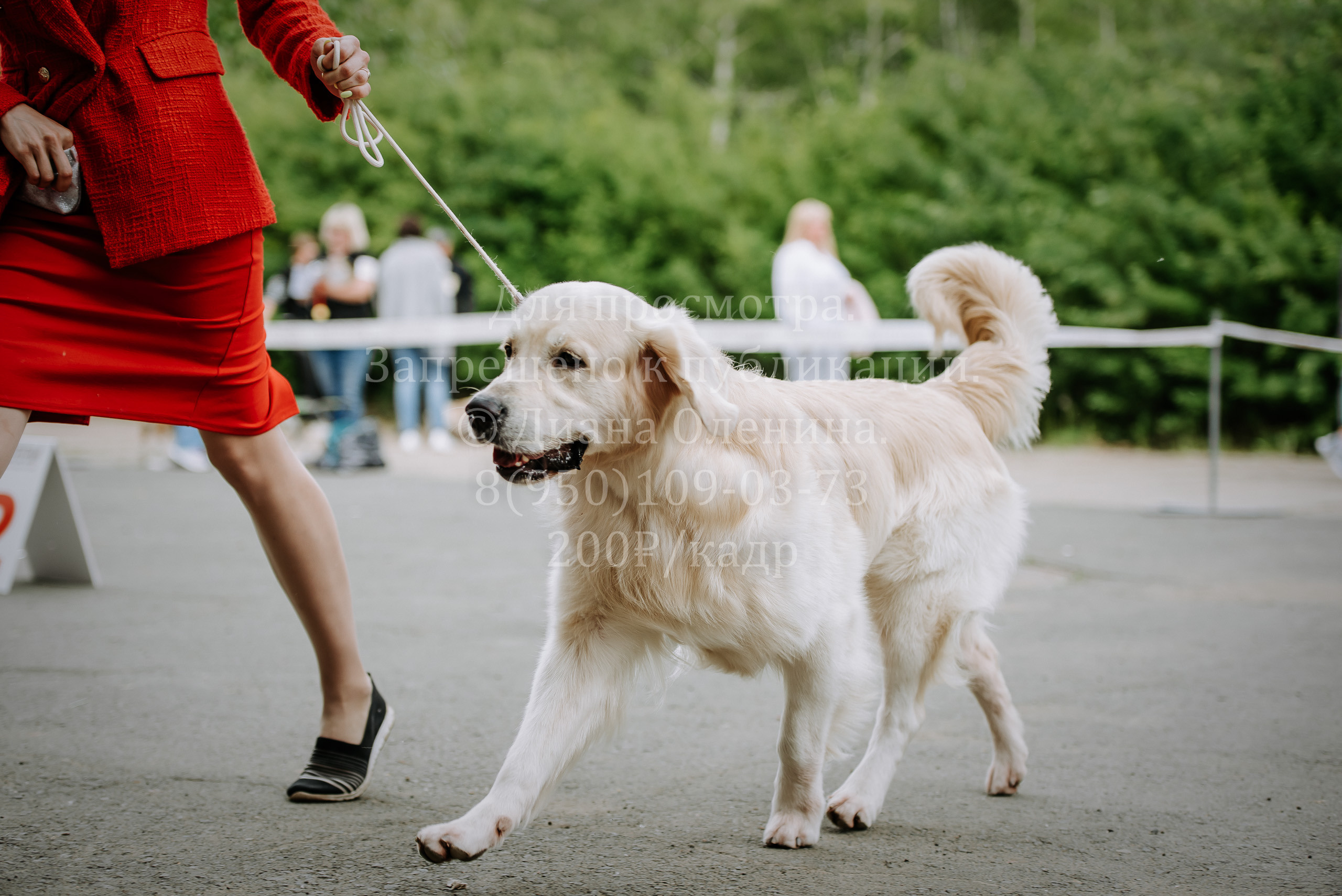 25 июня 2022 г. Братск БГОО КЛС Континенталь. Выставка собак. Фотограф Диана Оленина Красноярск / Братск